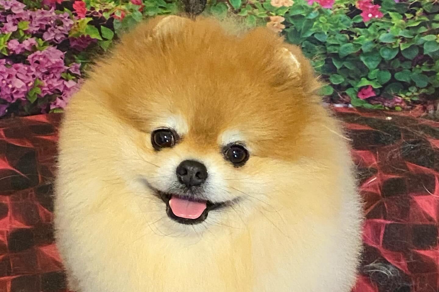 Psí salon Krásnoočko