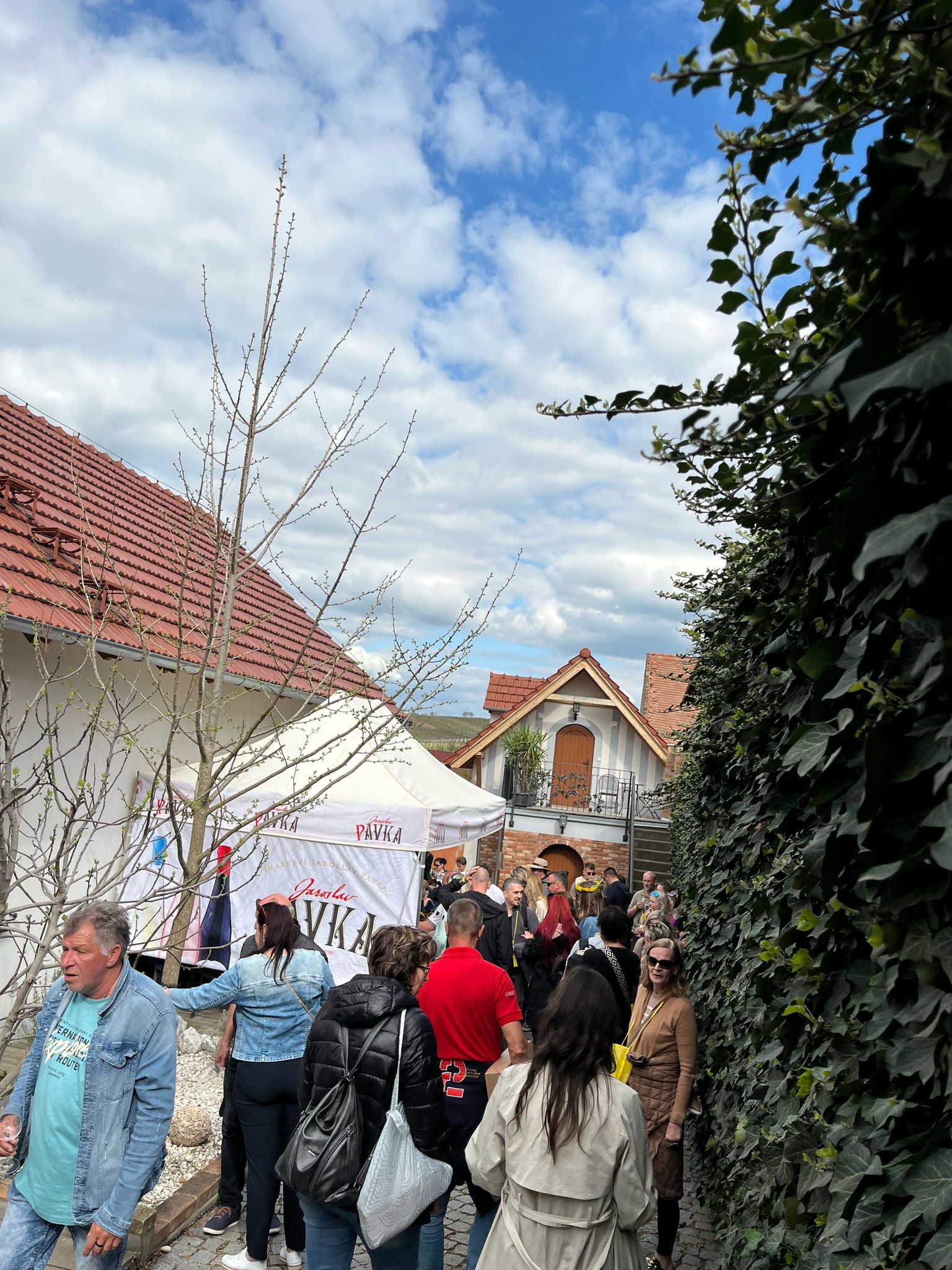 Rodinné vinařství Jaroslav Pavka Čejkovice foto 1