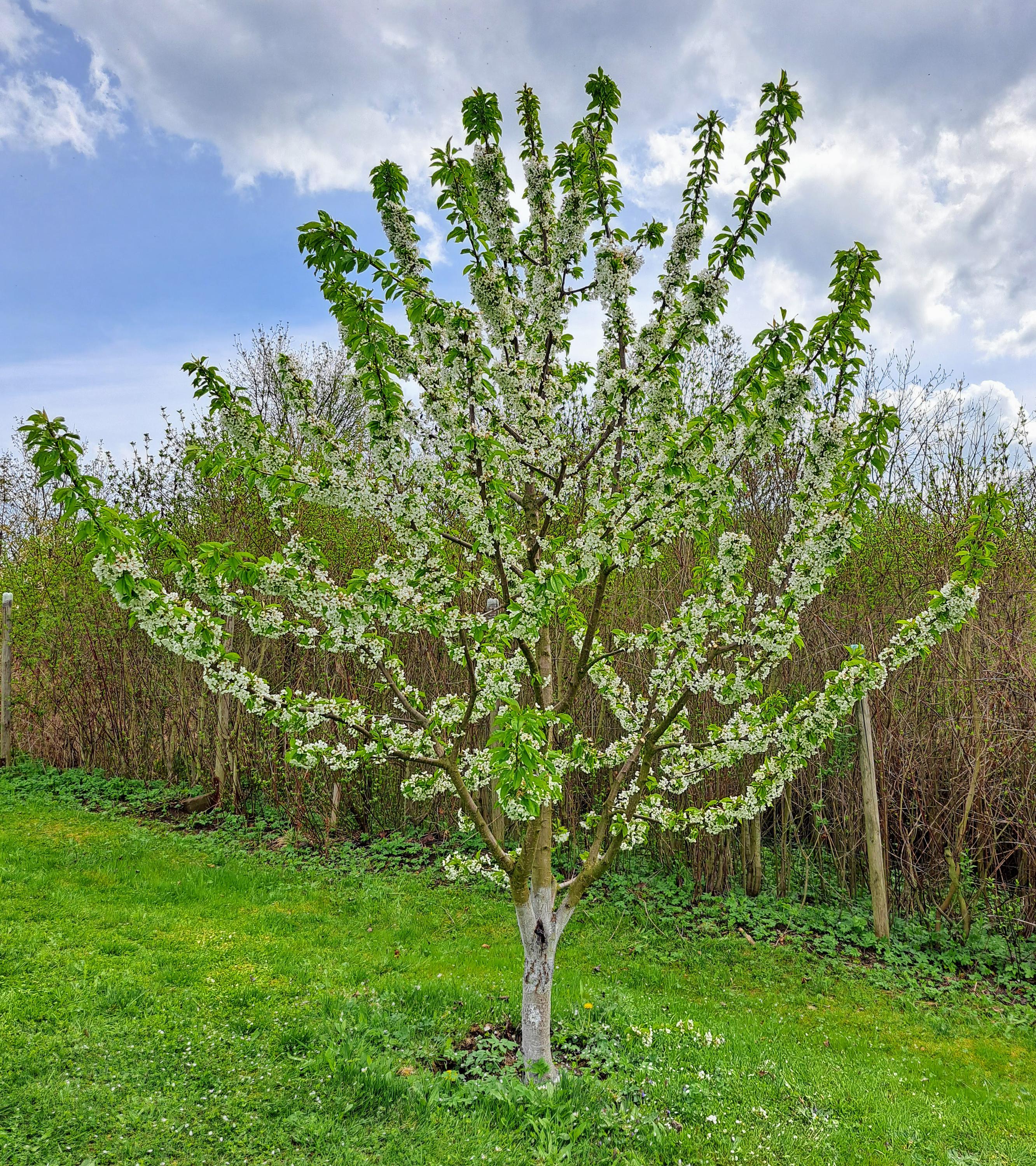 ovocnestromyrez.cz foto 2