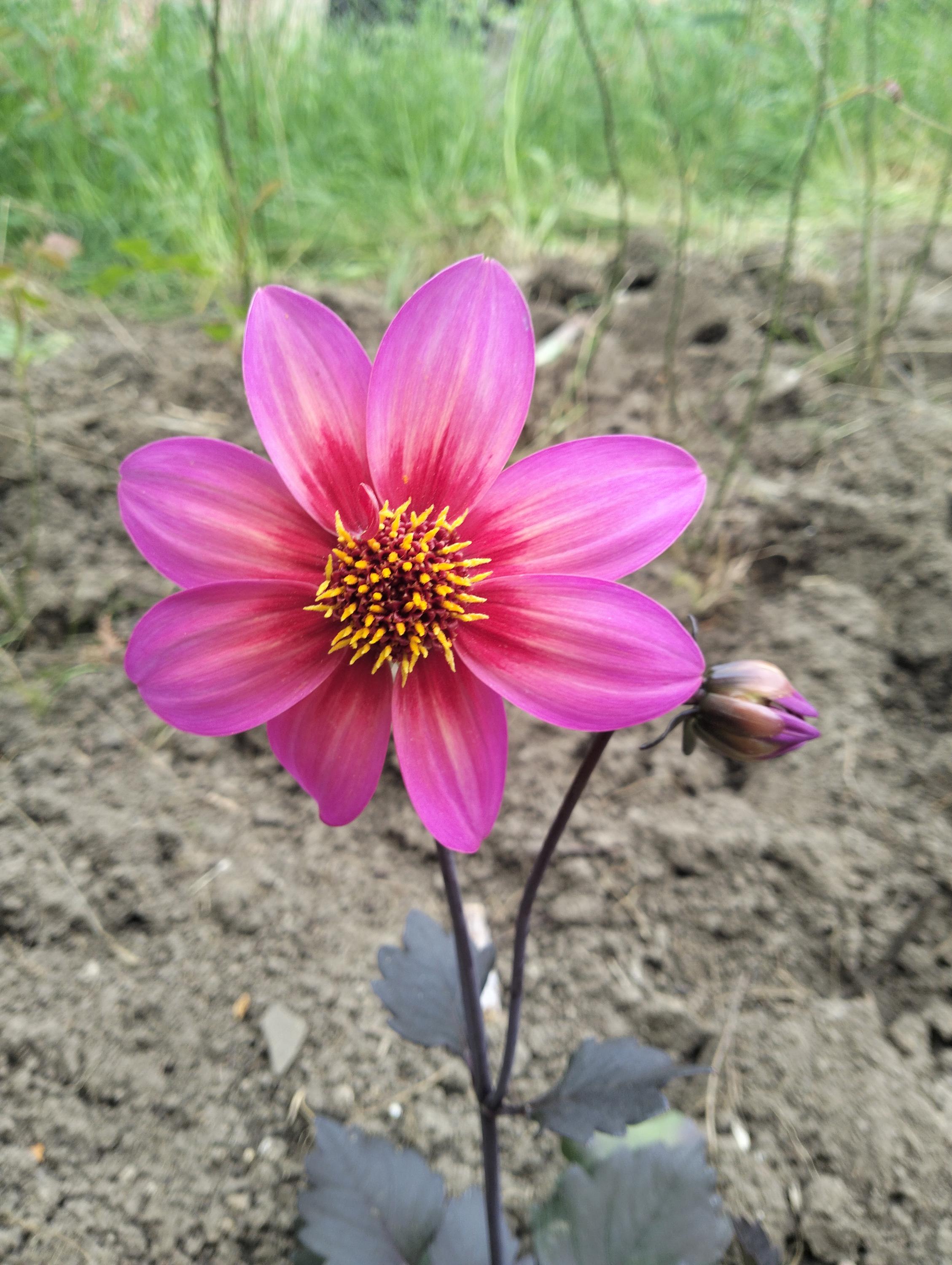 Zahradnictví Ing. Roman Koupý foto 6