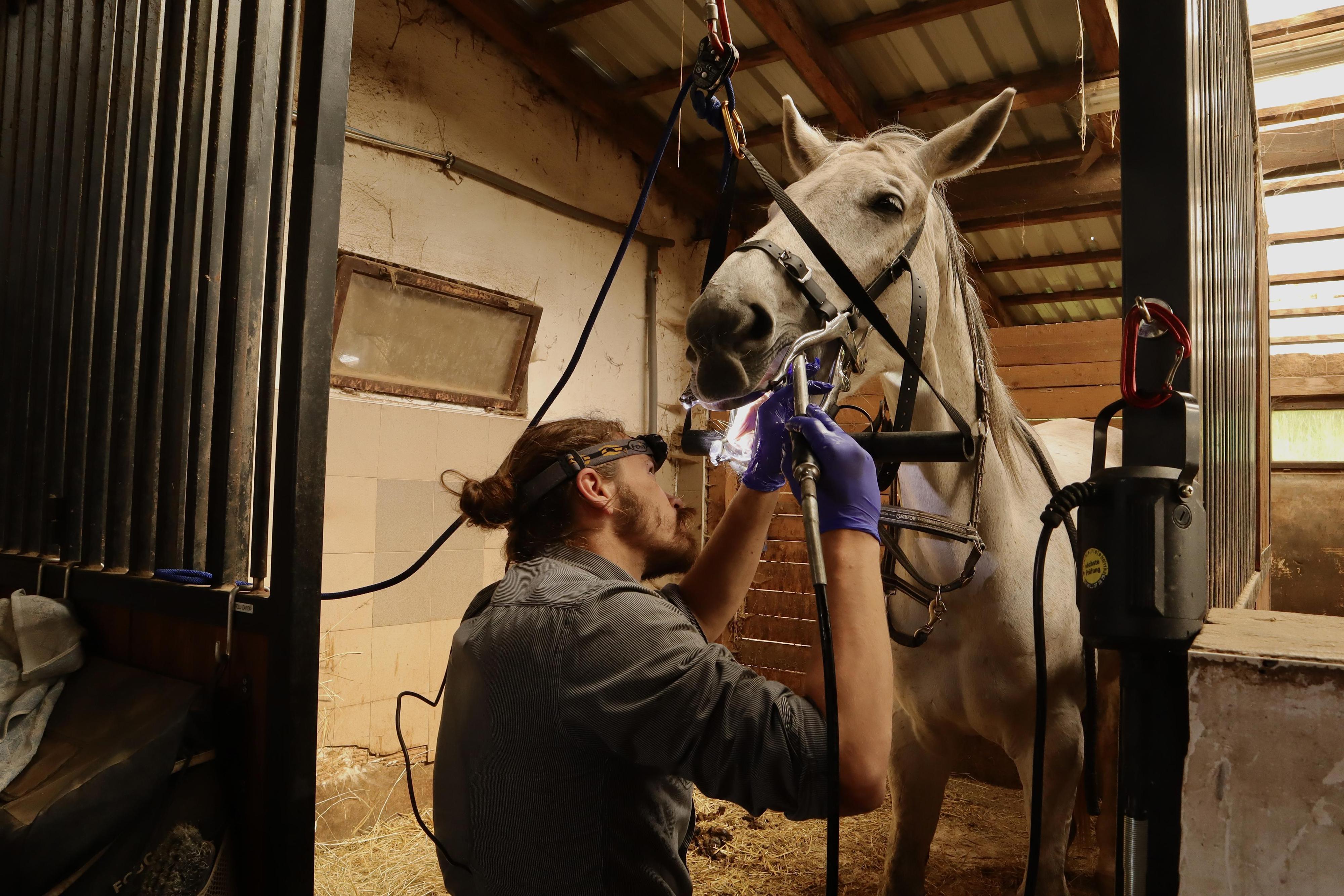 Koňský zubař - MVDr. Jakub Hanáček