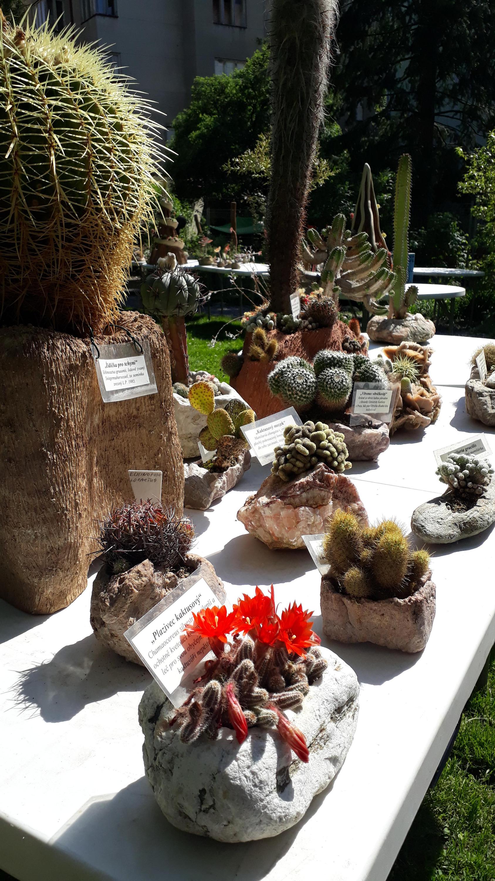 Botanická zahrada Přírodovědecké fakulty Univerzity Karlovy foto 4