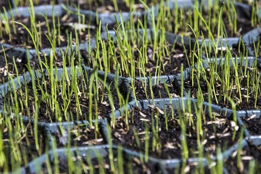 Zatravňovací tvárnice