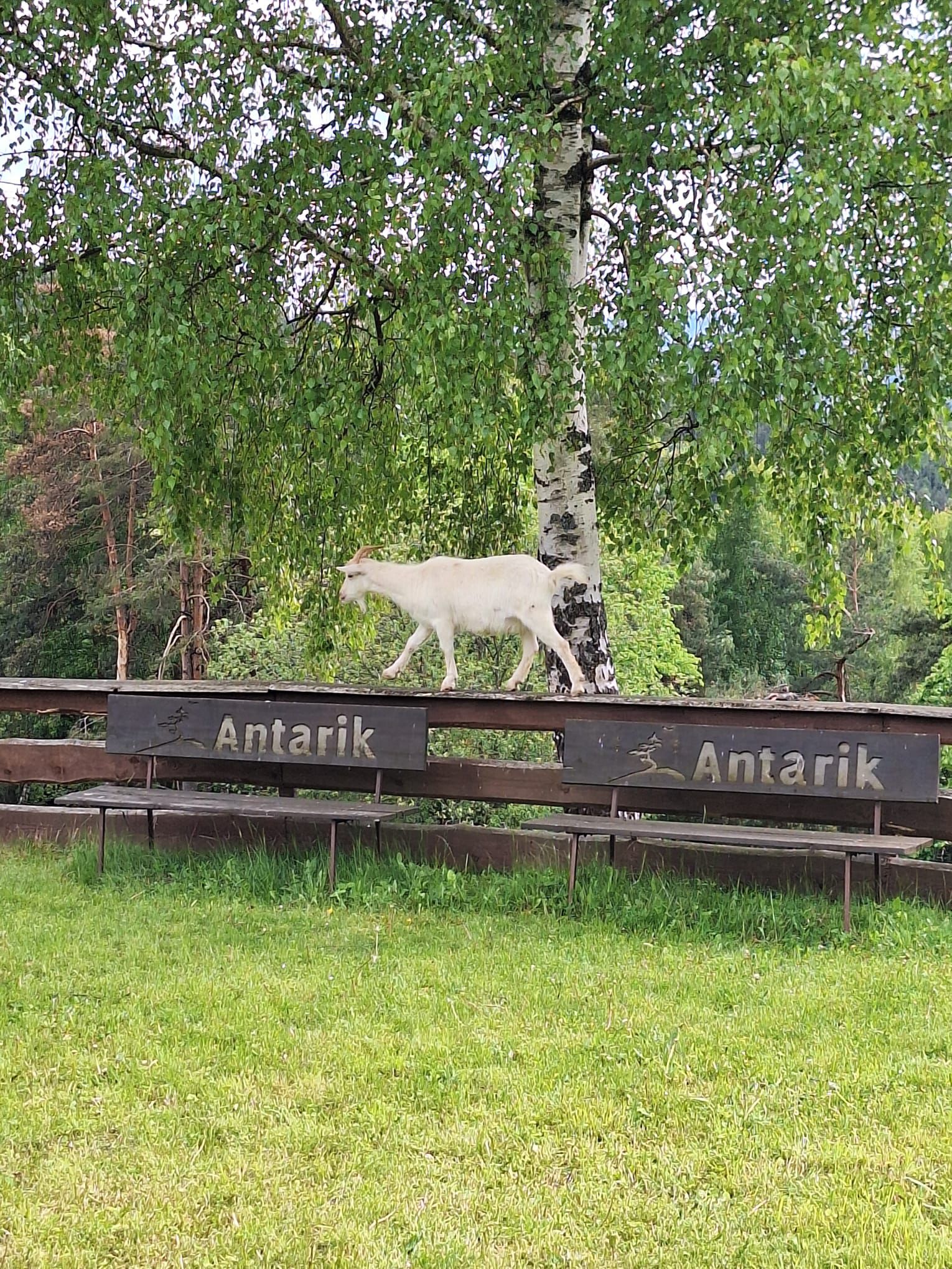 Restaurace - Horská chata Antarik foto 4