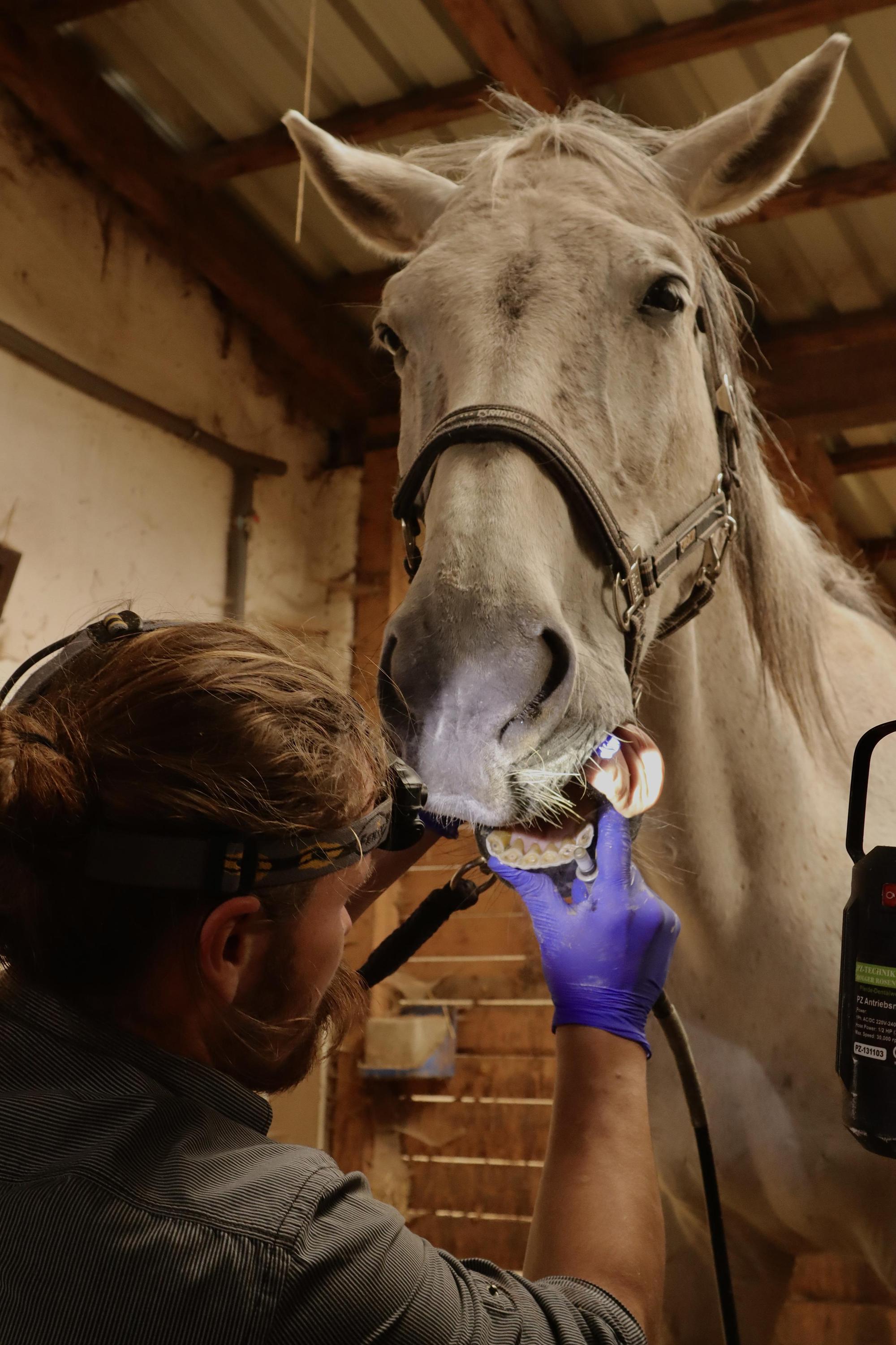 Koňský zubař - MVDr. Jakub Hanáček foto 3