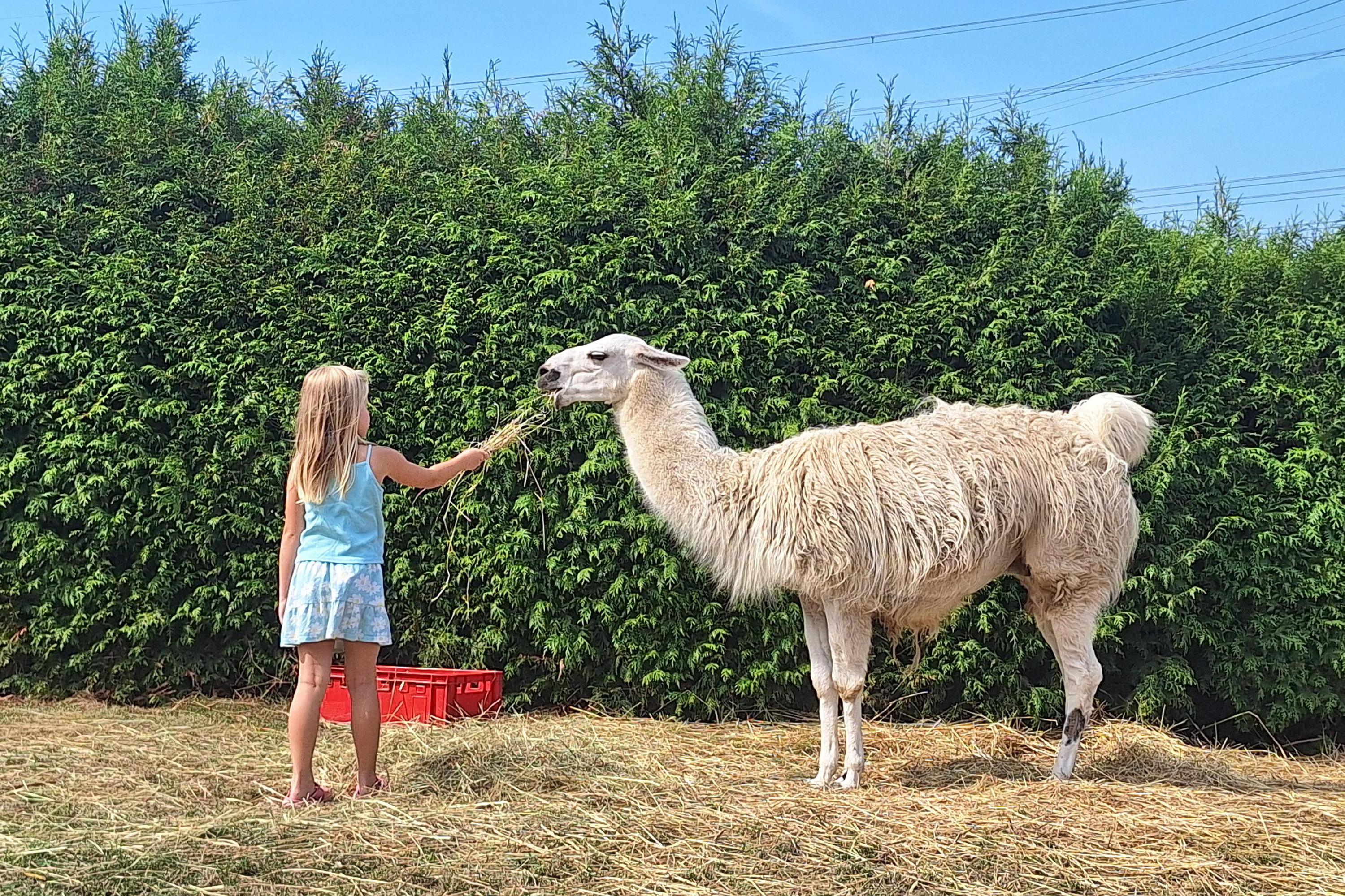 Kozlův statek - Farmapark
