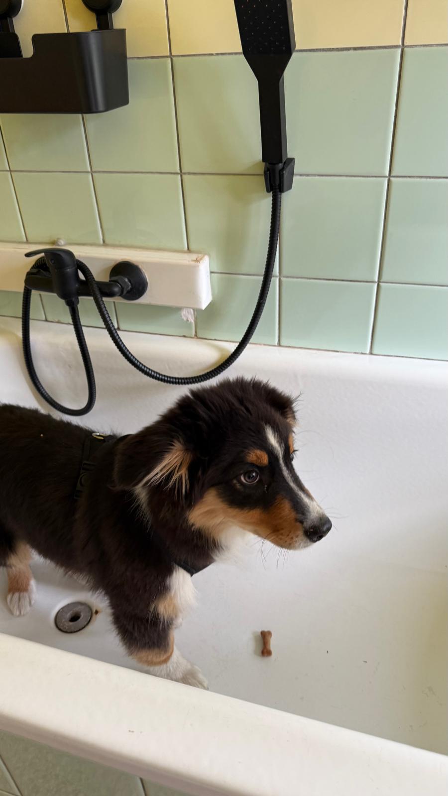 PSÍ PRÁDELNA foto 4