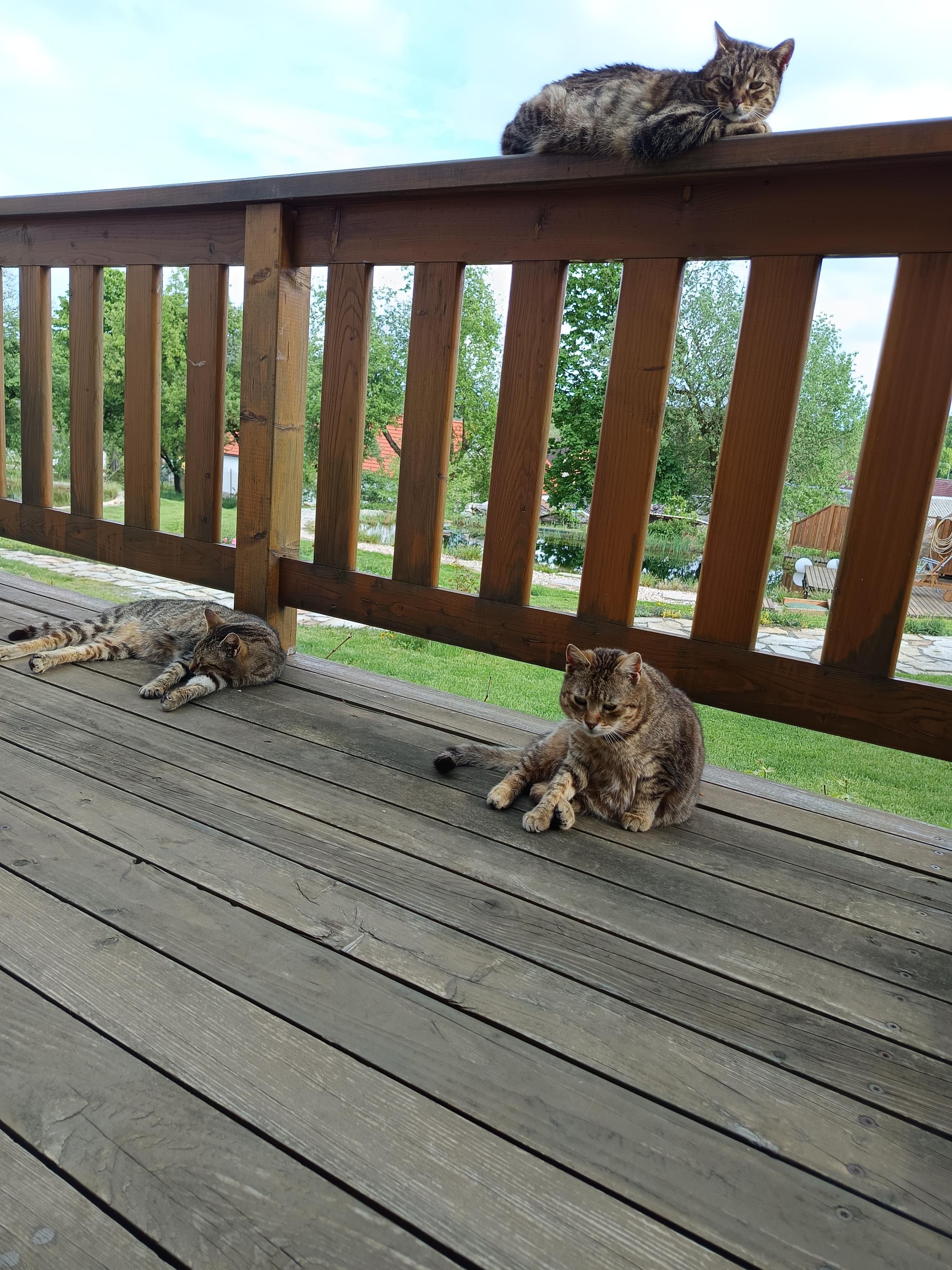 Ekofarma Lejčkov foto 4