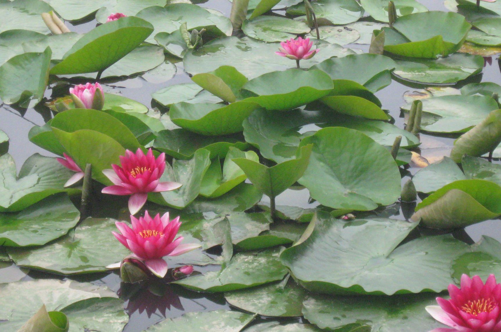 Vodni-rostliny.cz foto 1