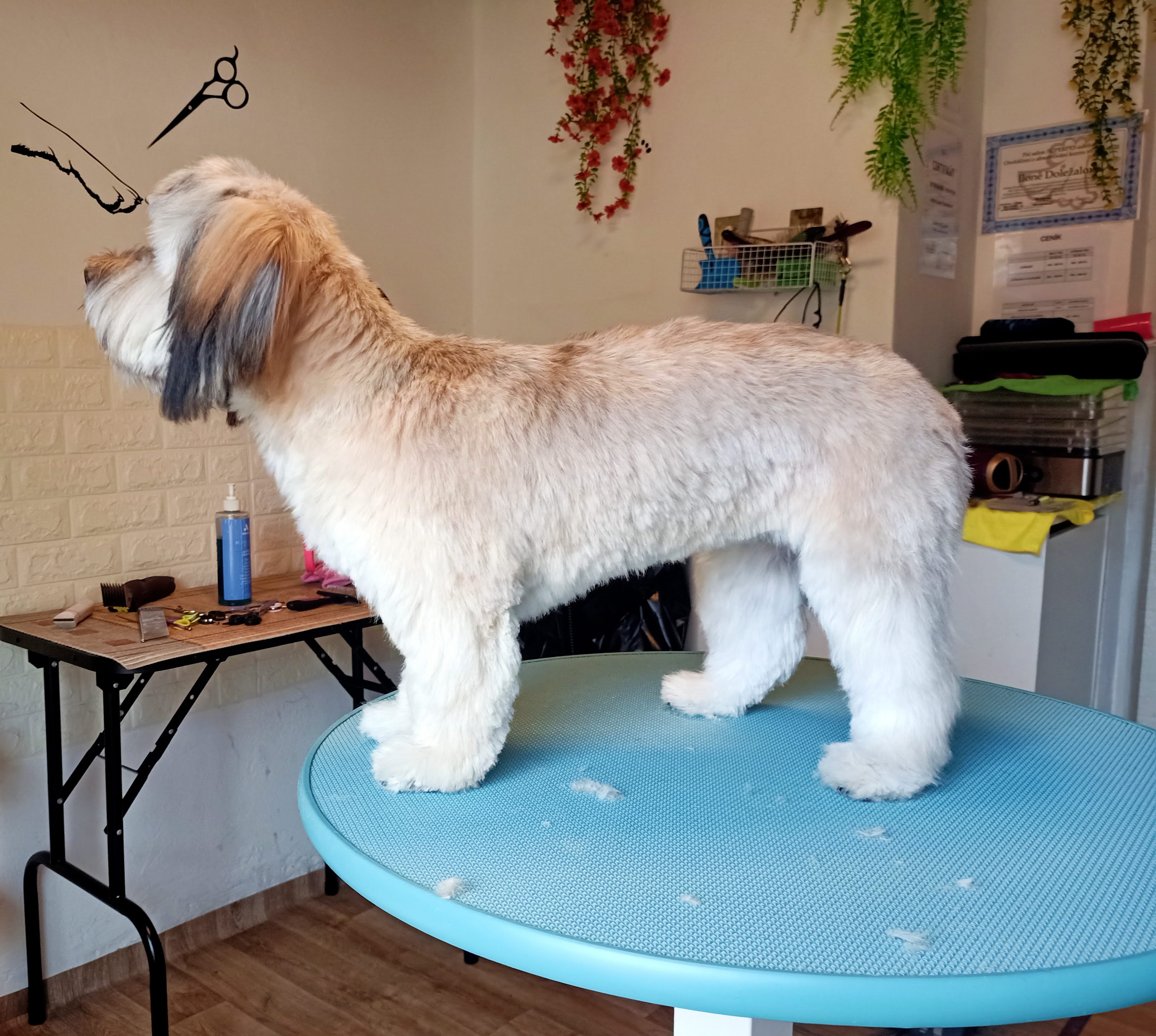 Stříhání psů Ilona Doležalová foto 2