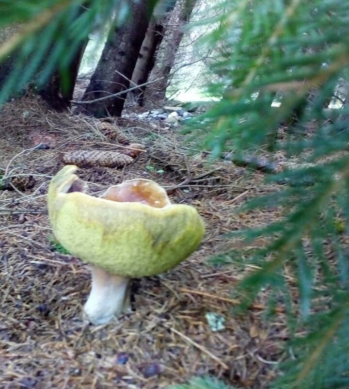 Ubytování Romantika u lesa foto 2