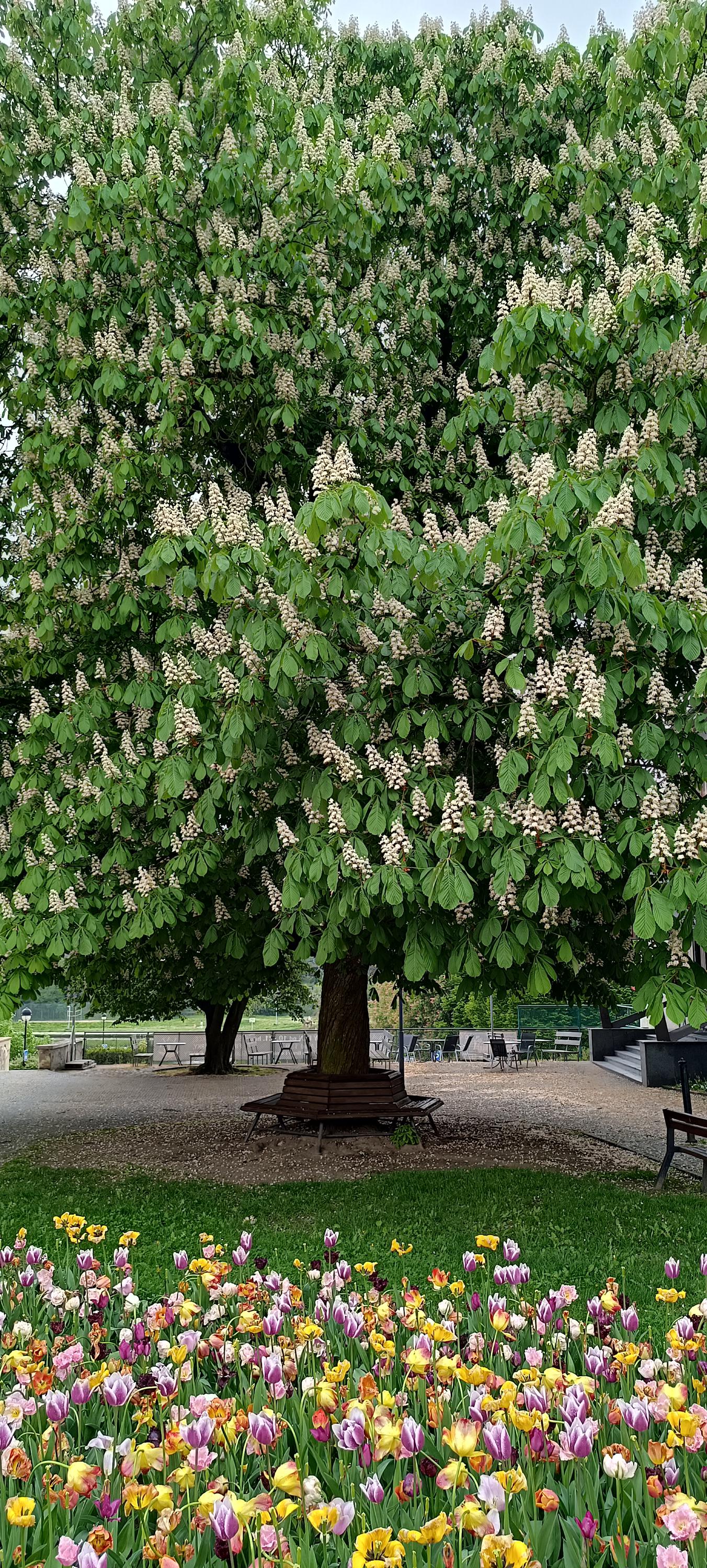 Týn nad Vltavou - městský úřad foto 3