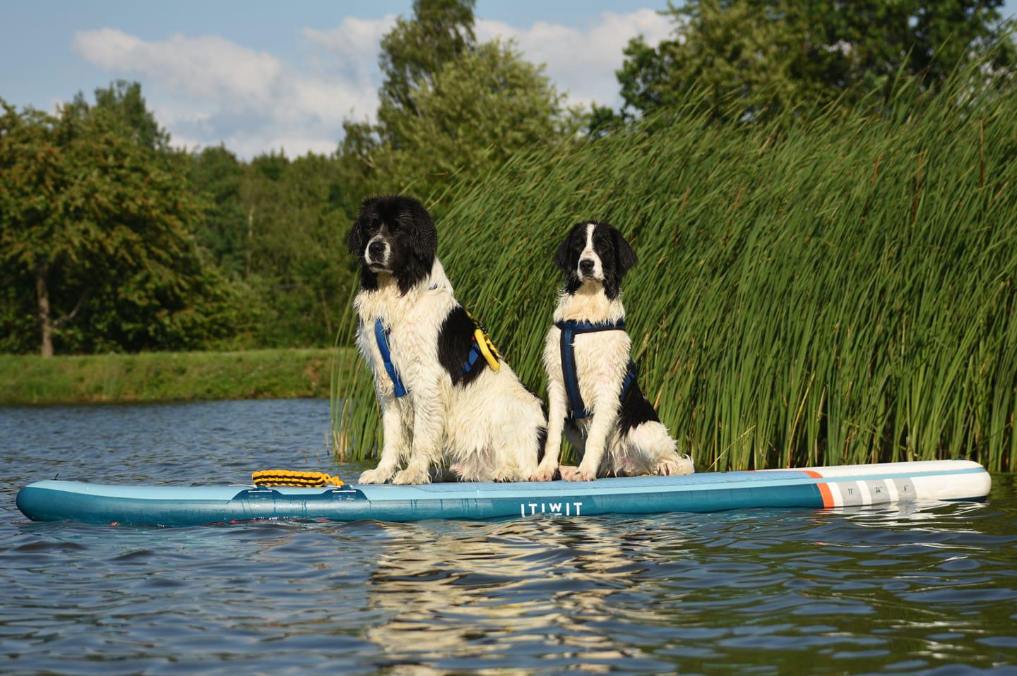 Chovatelská stanice Landseerů - Mamanakalunga foto 1