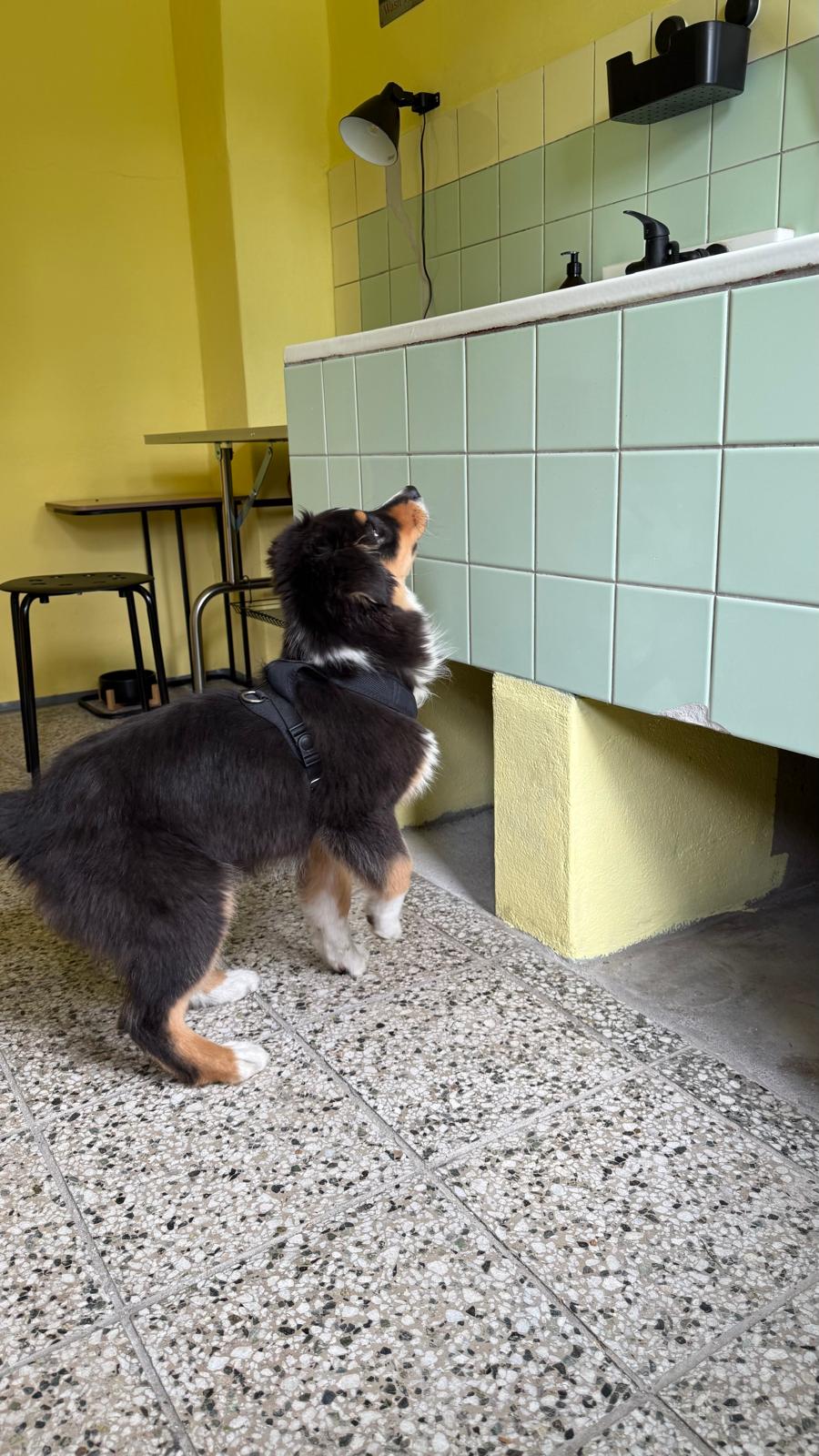 PSÍ PRÁDELNA foto 2