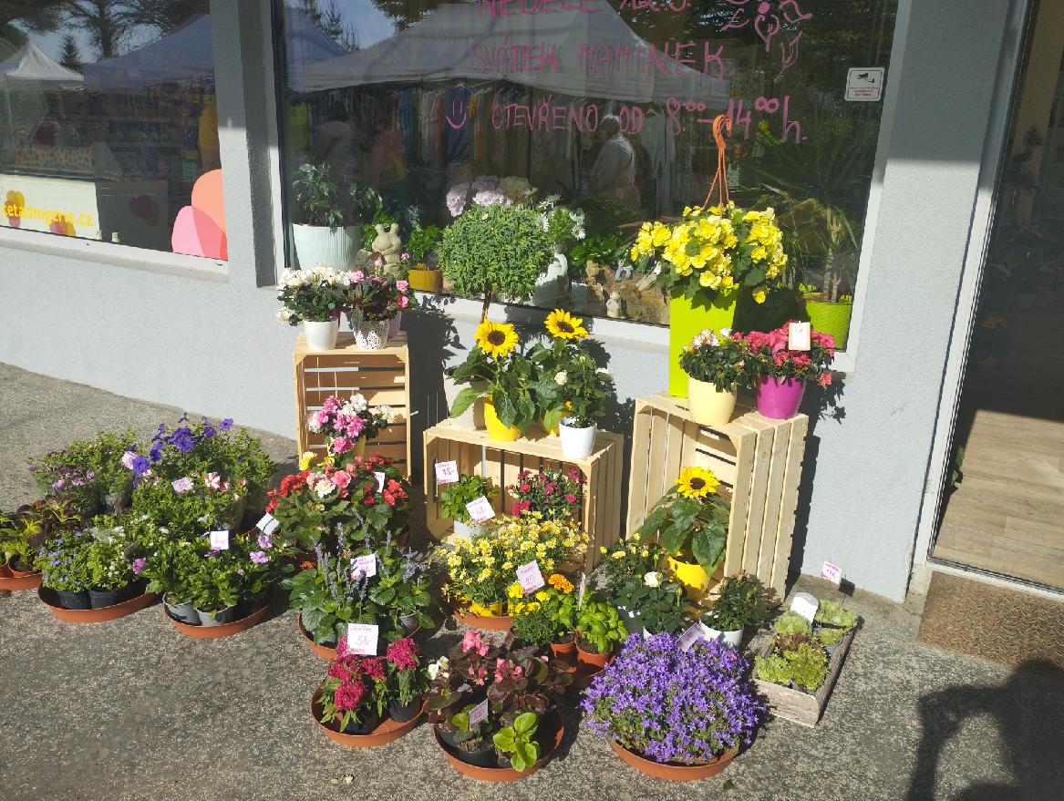 Květinový servis Azalka foto 2