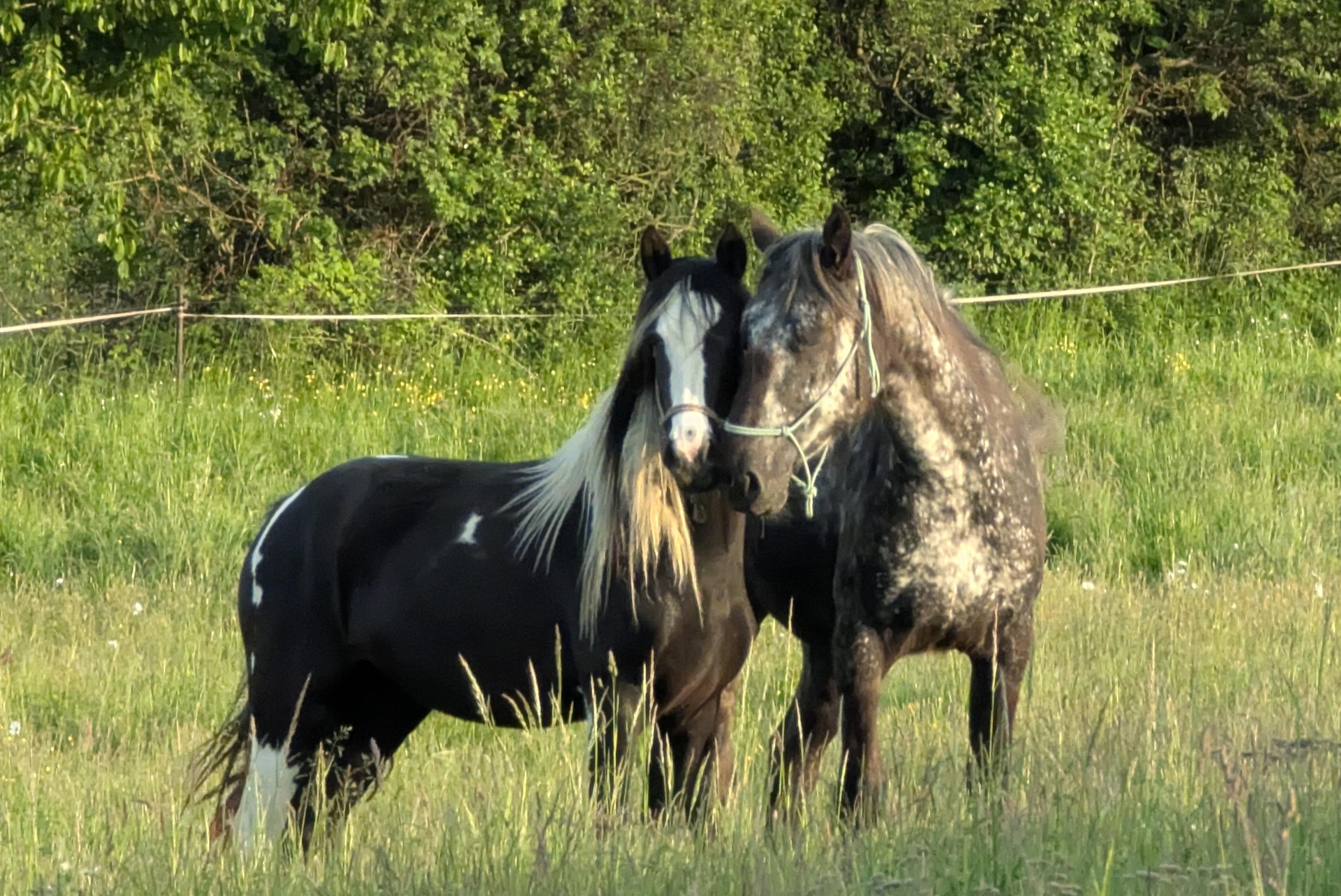 Ranč U Sovy - osada soví hnízdo foto 1