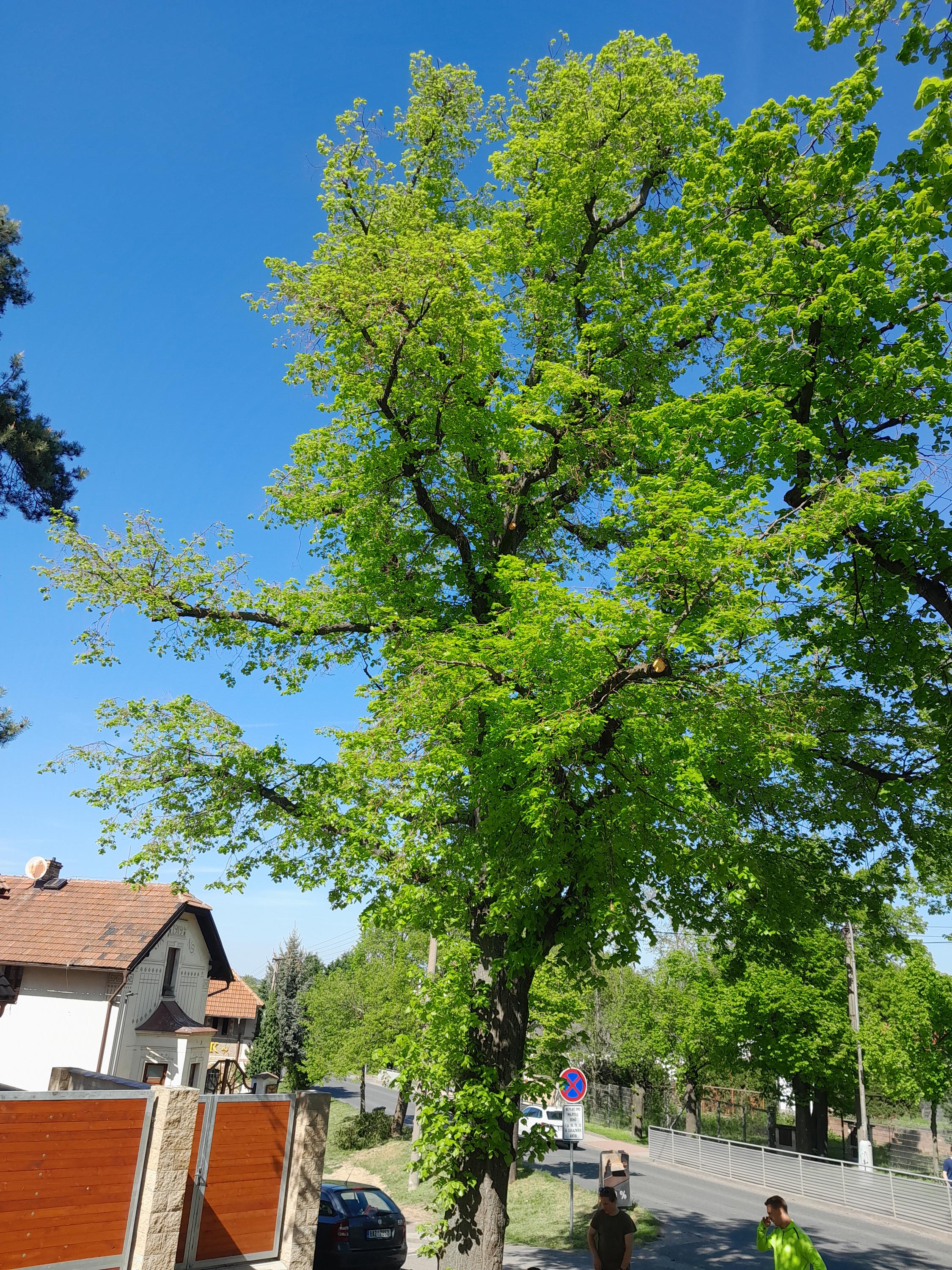 Tree Surgery foto 5