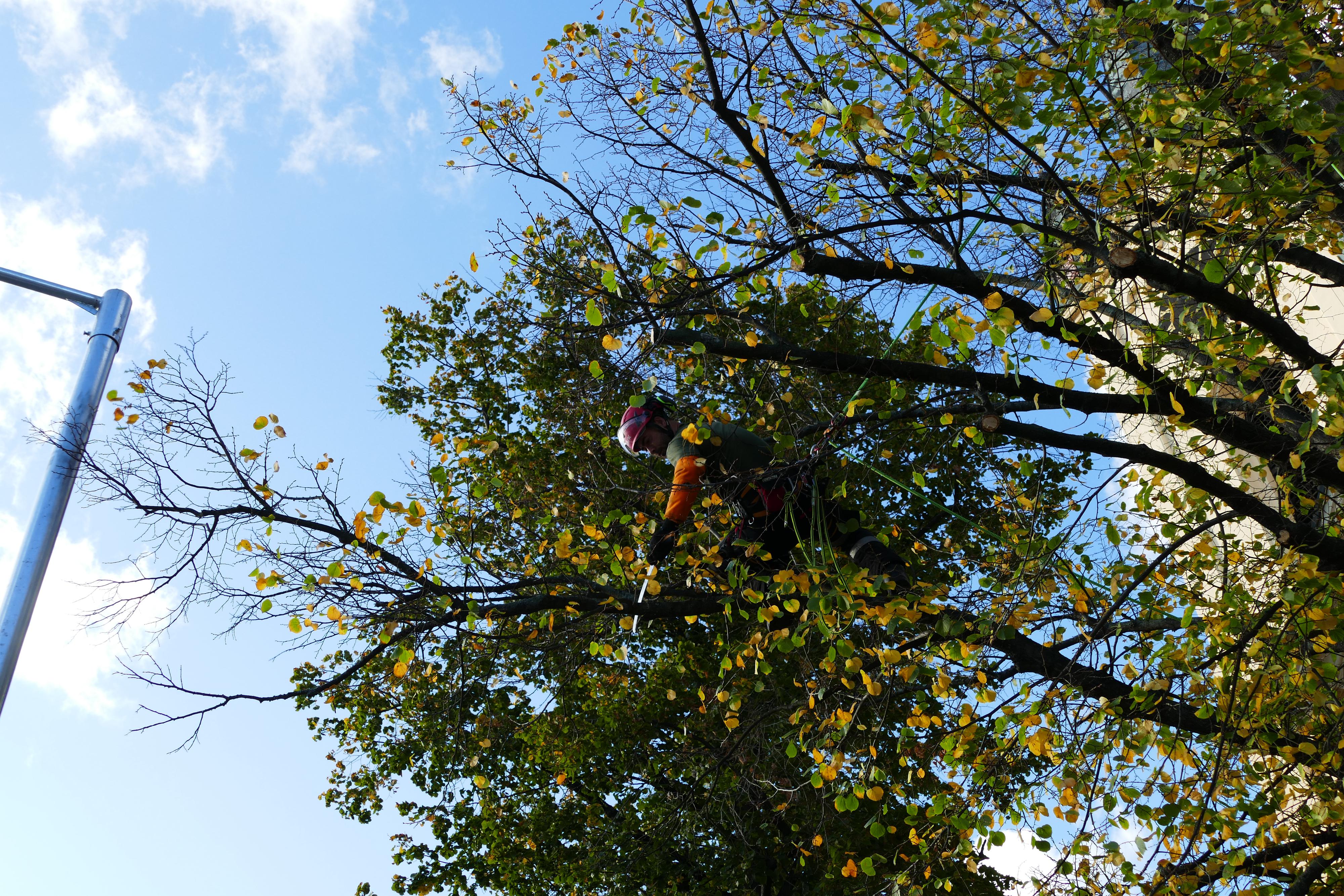 Tree Surgery foto 3