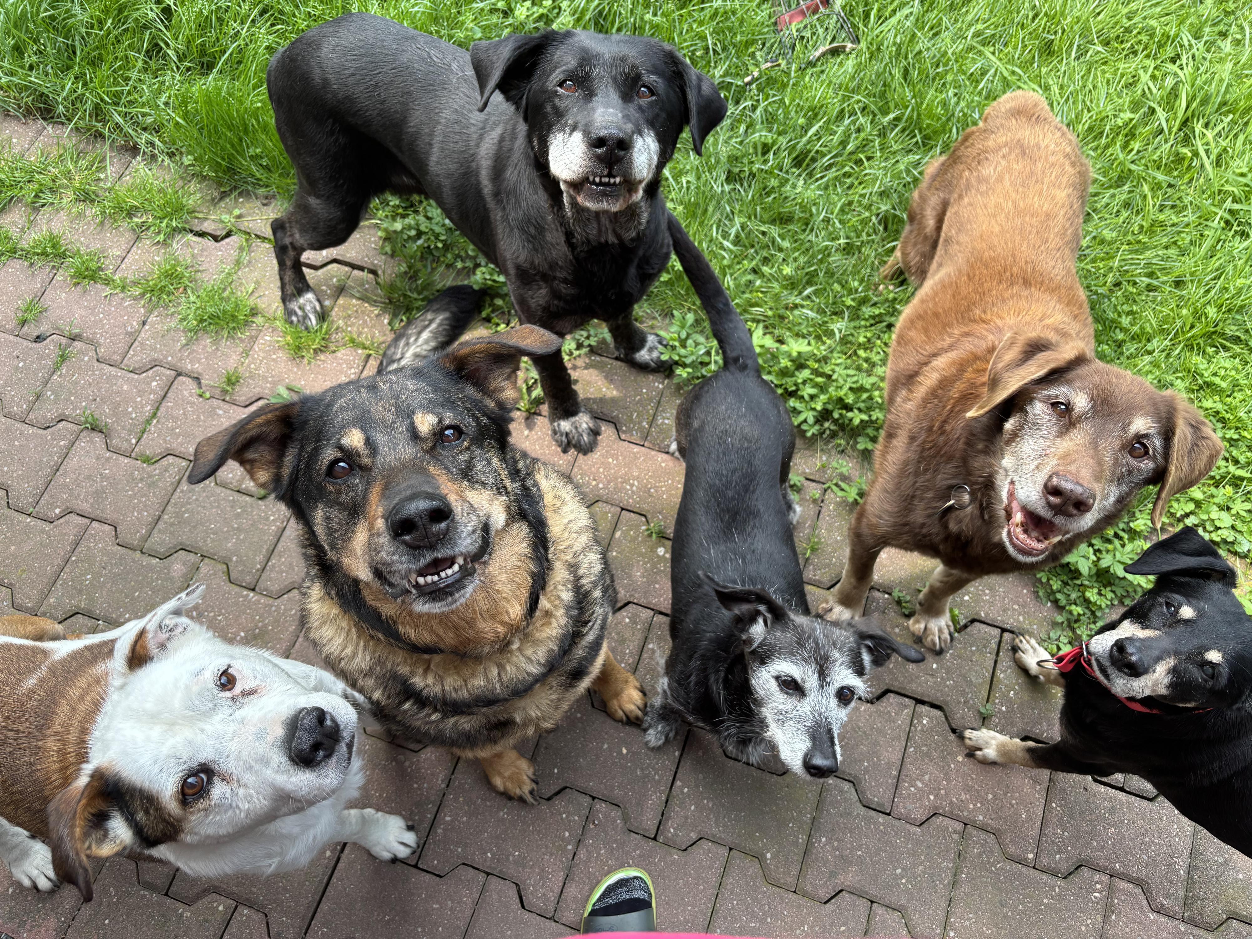 Psí senioři v nouzi, z.s. foto 3