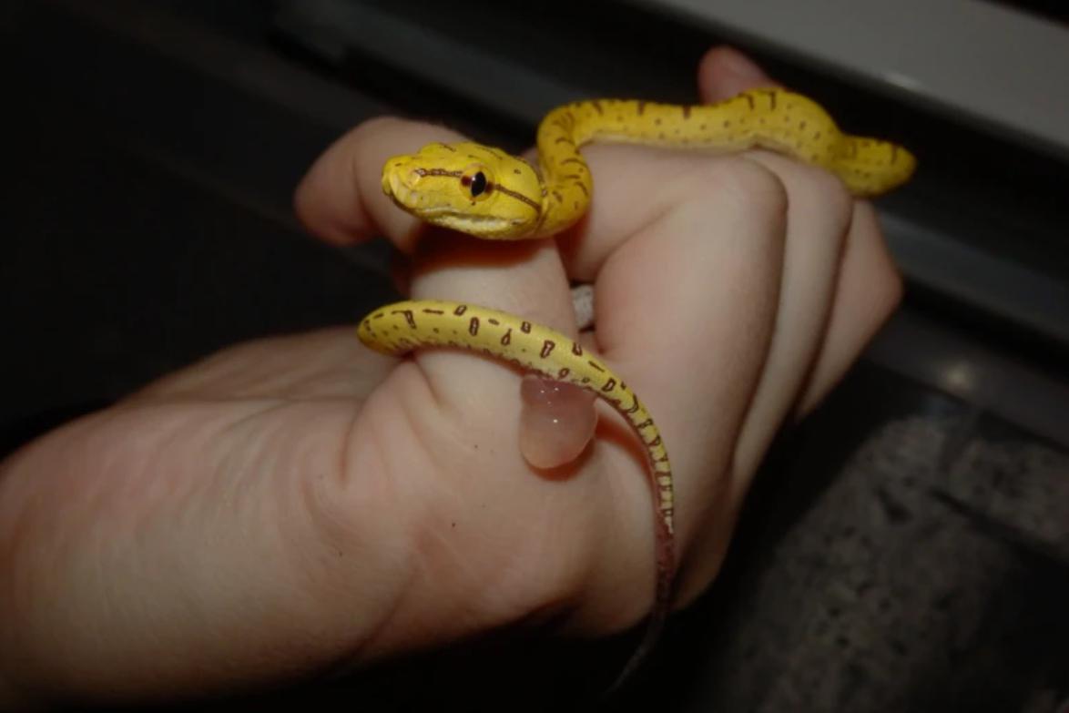 Rozumíme (nejen) plazům!