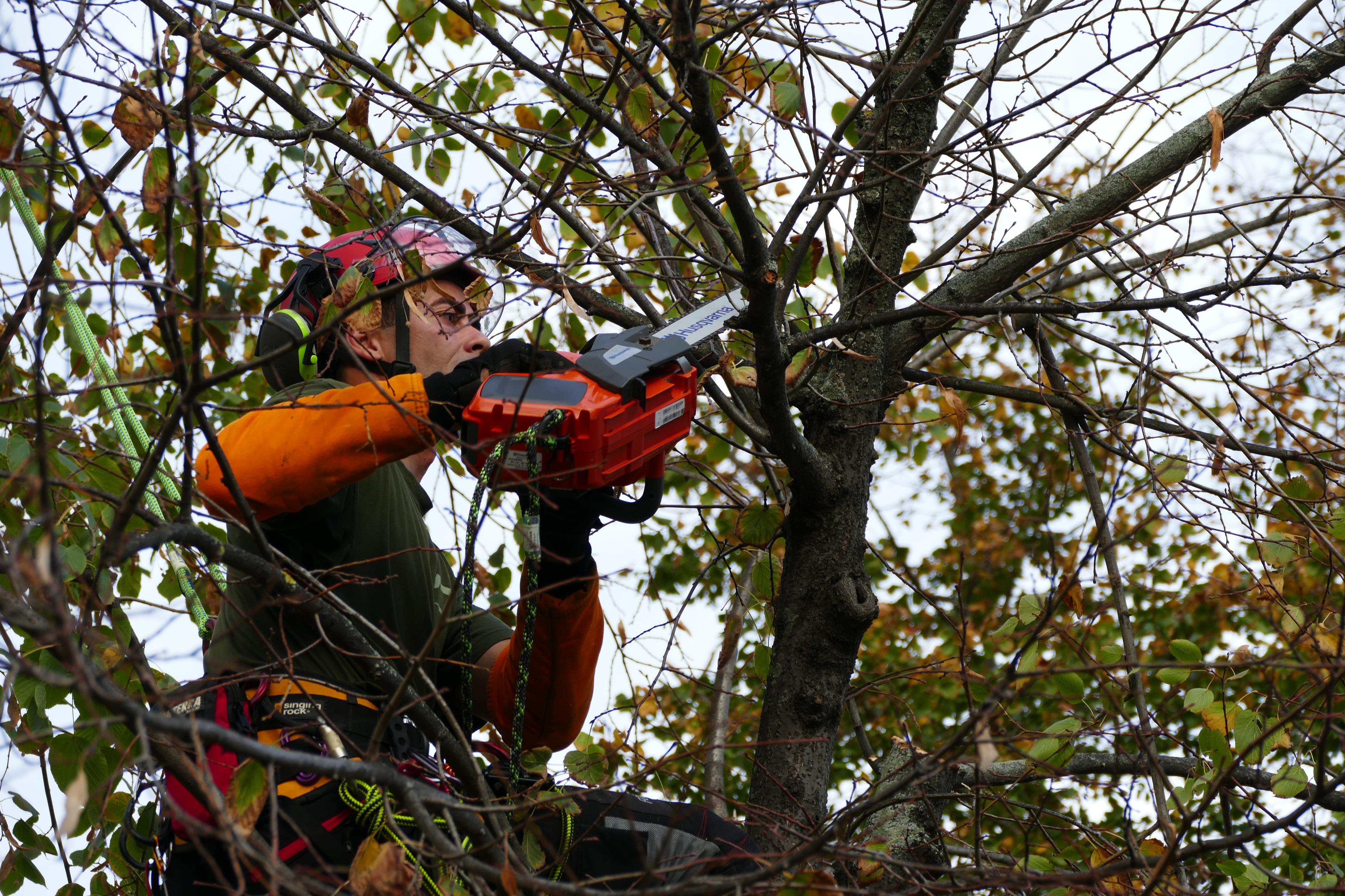 Tree Surgery foto 4