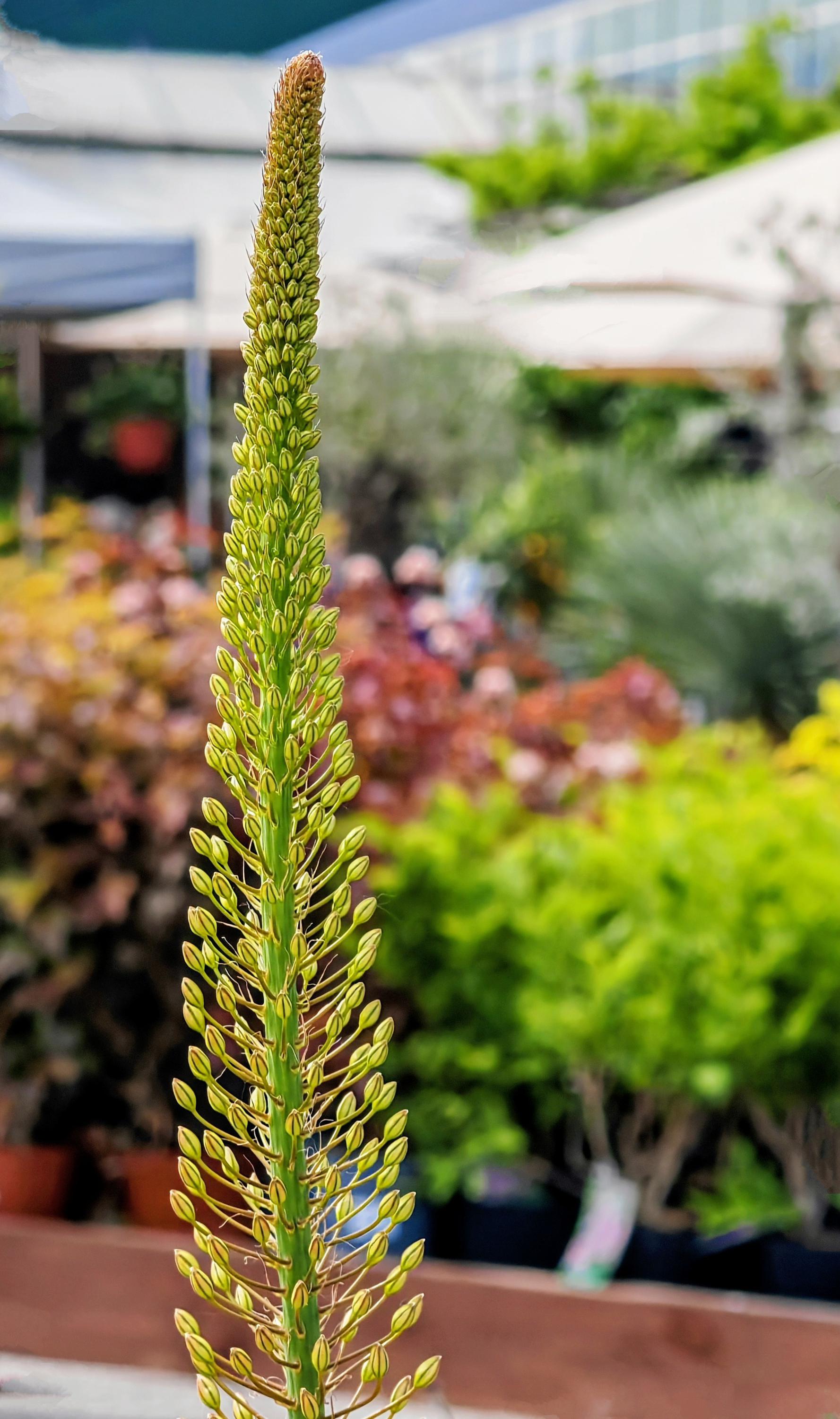 Zahradnictví Dvořák a syn foto 3