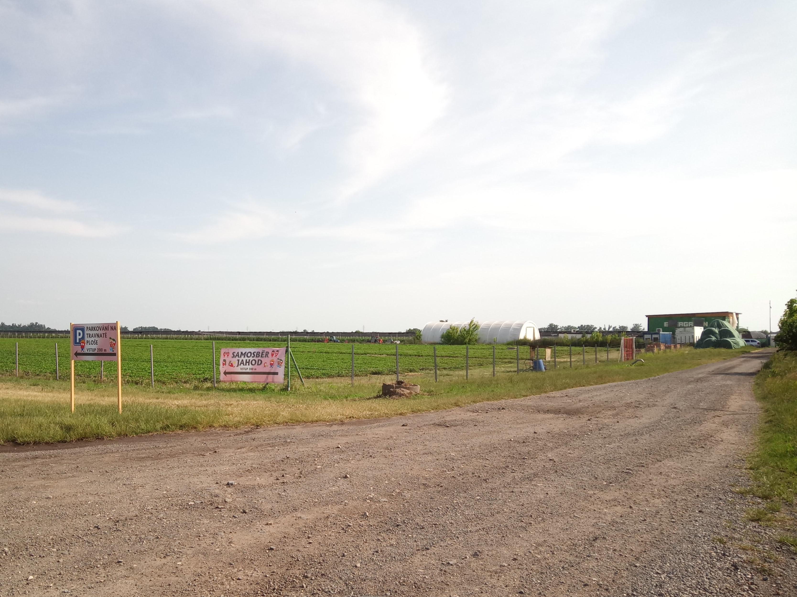 Jahody Velké Bílovice foto 3