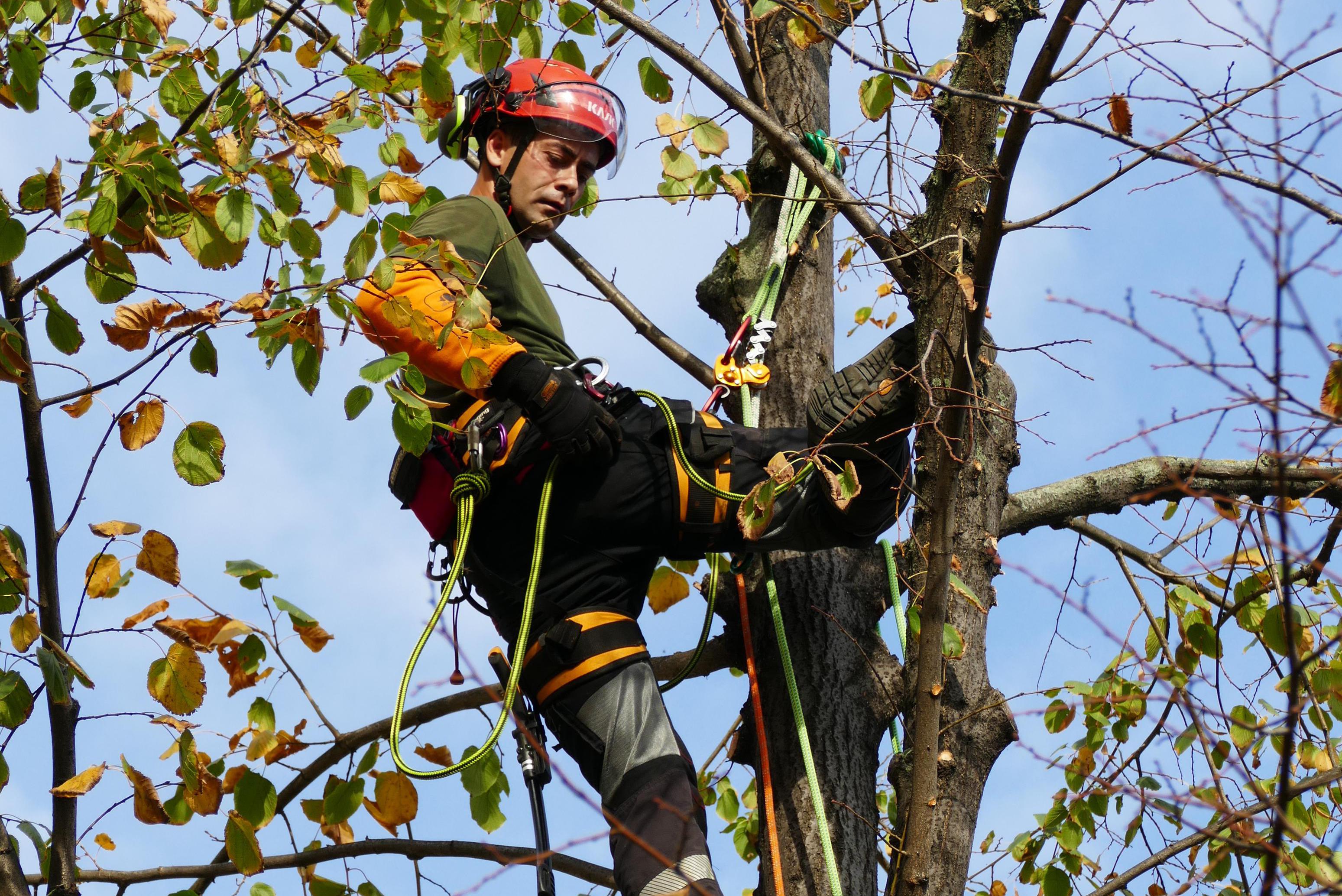 Tree Surgery