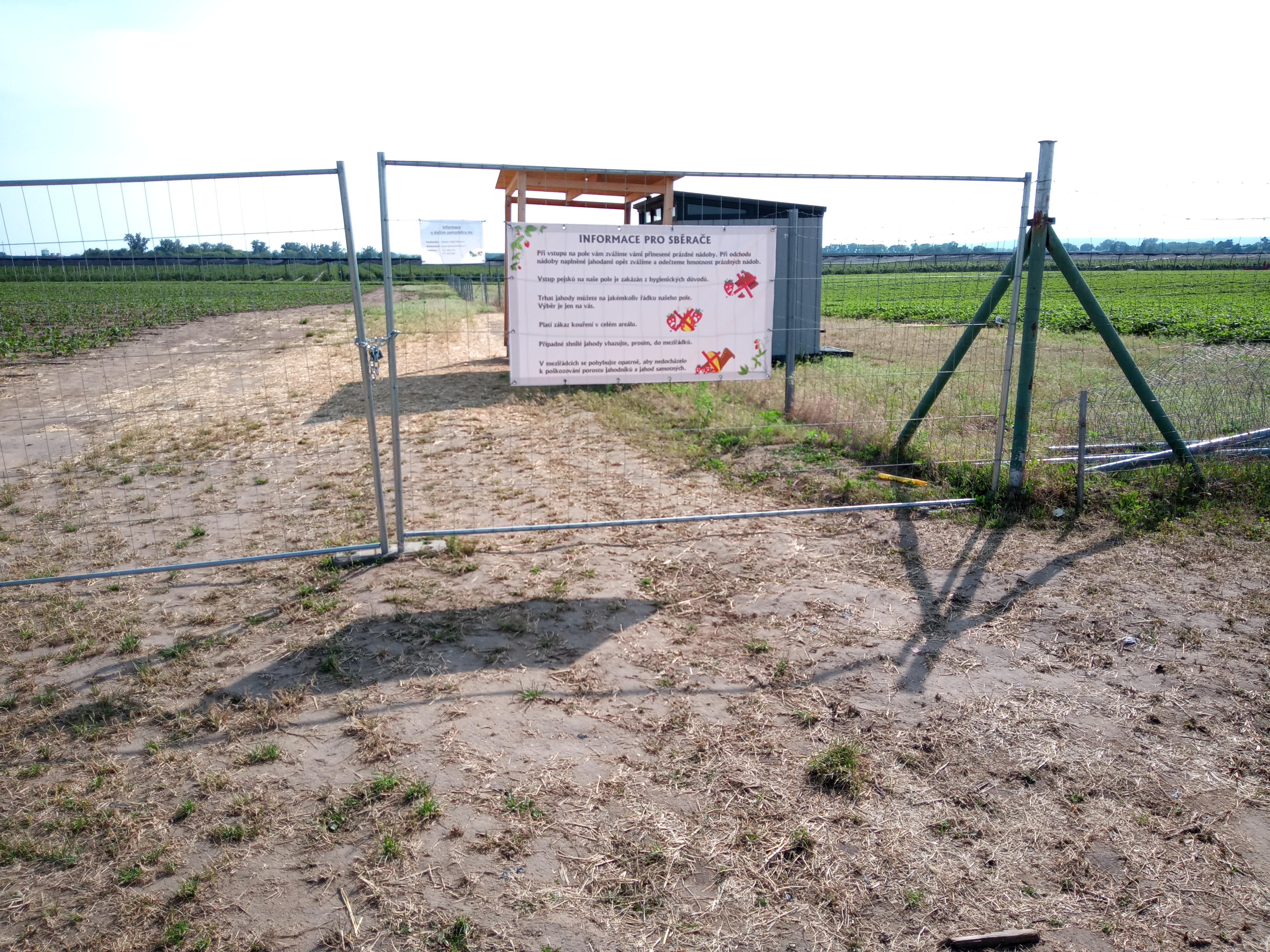 Jahody Velké Bílovice foto 5