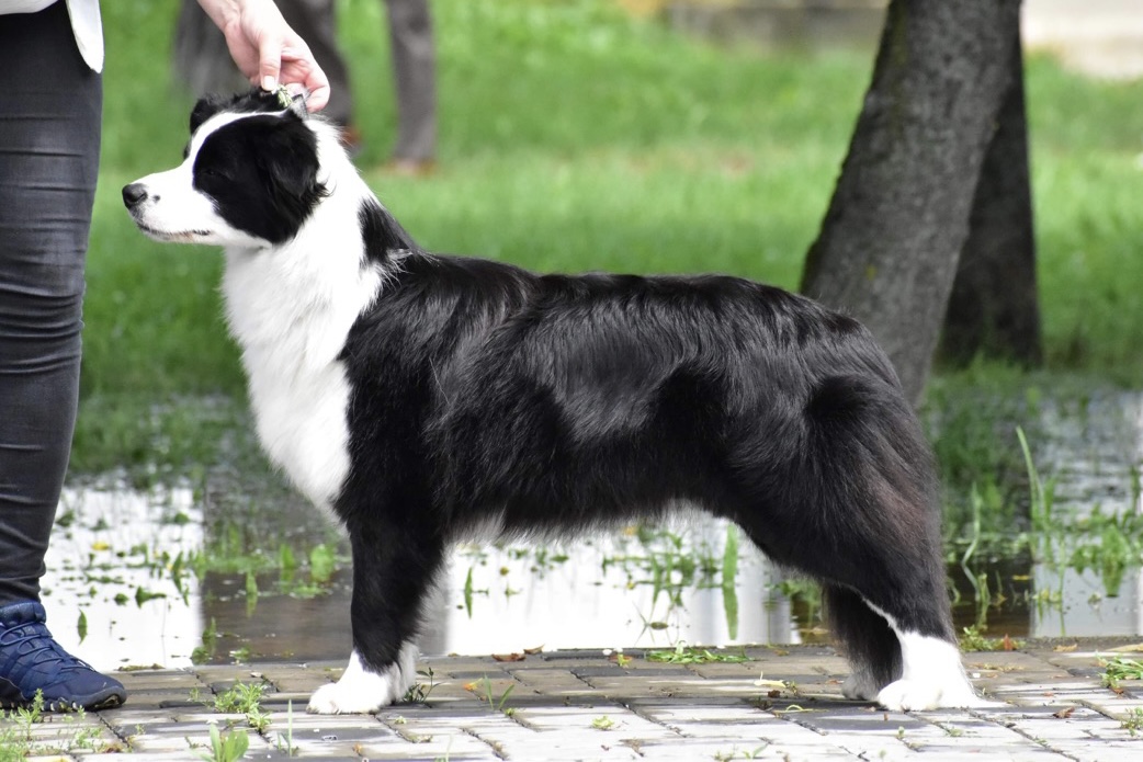 Výstavní úprava psa