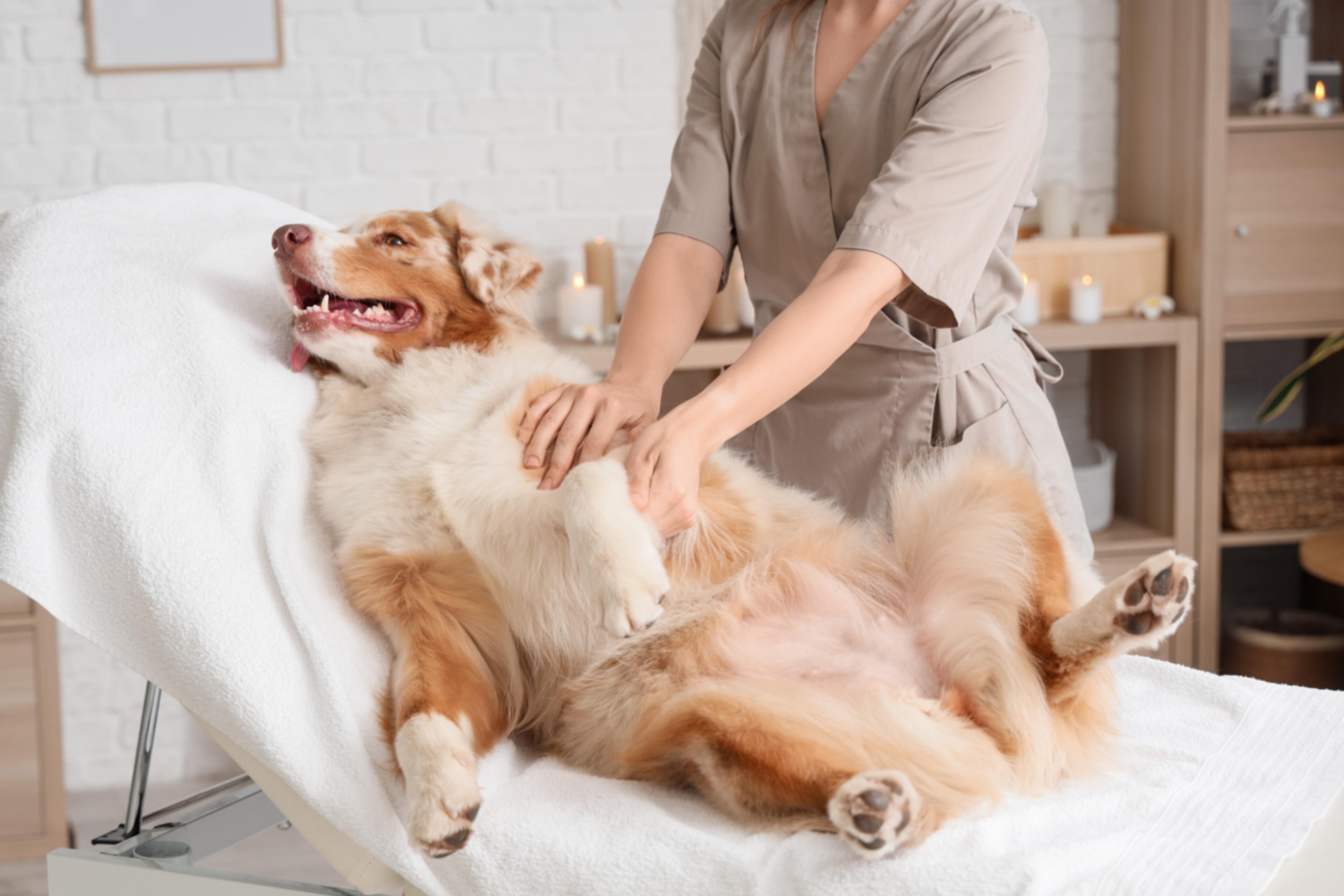 Dog wellness foto 6