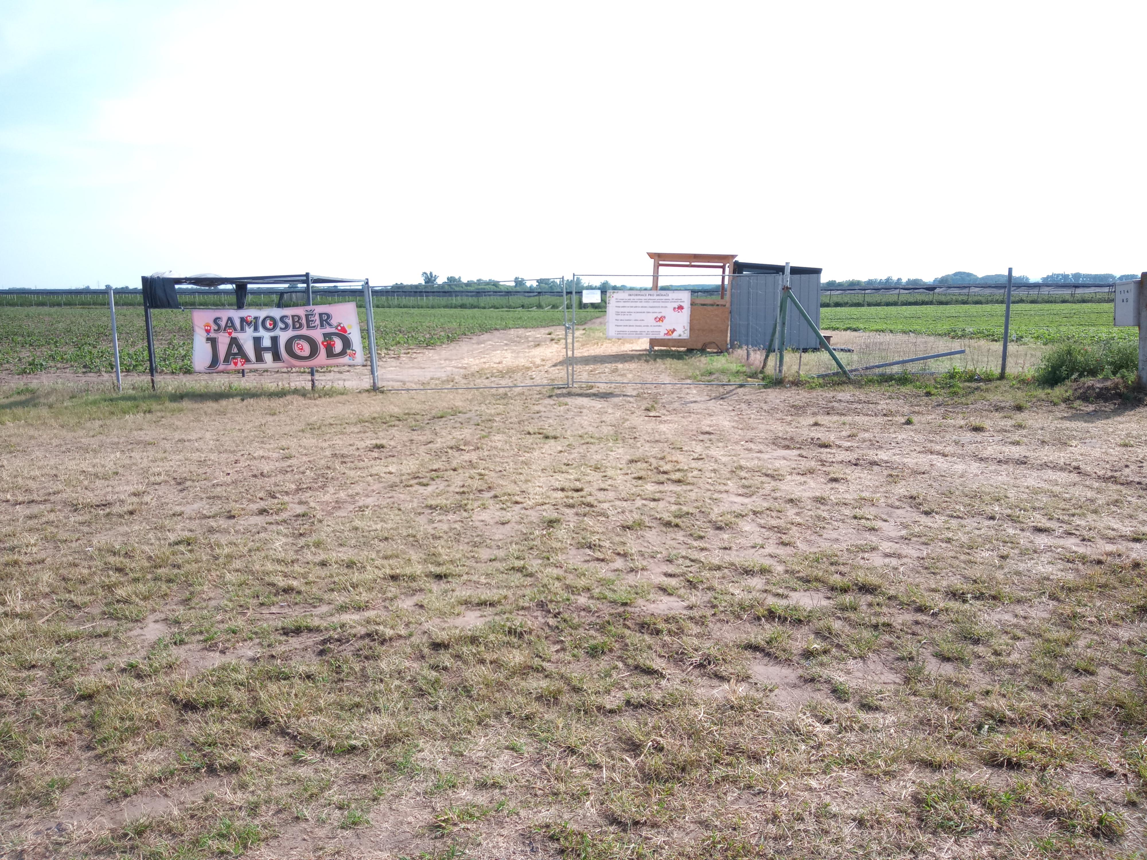 Jahody Velké Bílovice foto 4