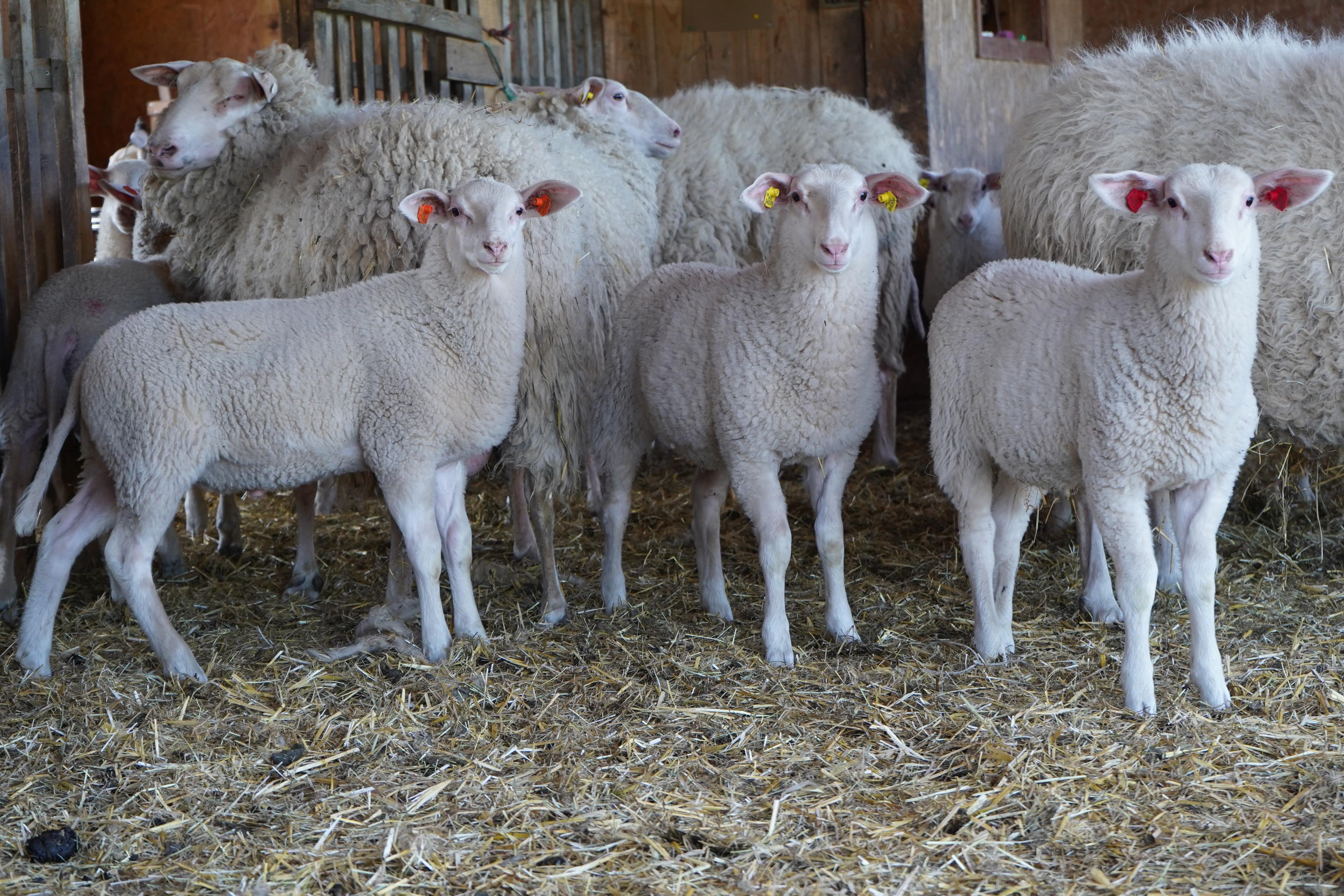 Malá farma Janov - samoobslužný stánek foto 3