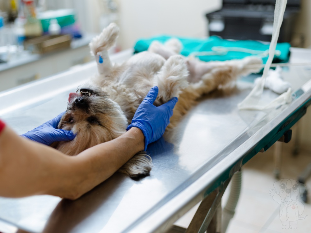 Kastrace psa – bezpečný zákrok s rychlým zotavením