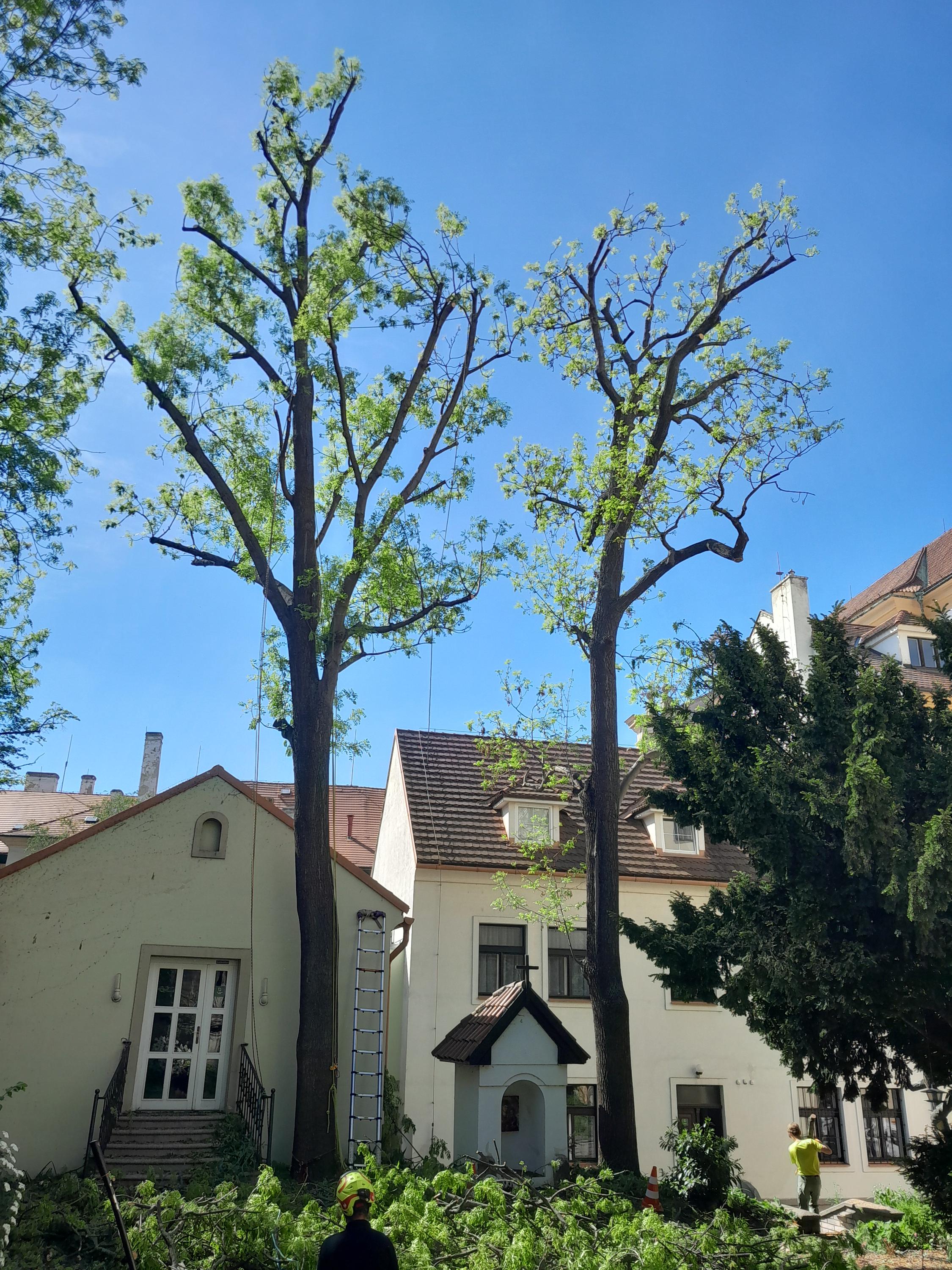 Tree Surgery foto 4
