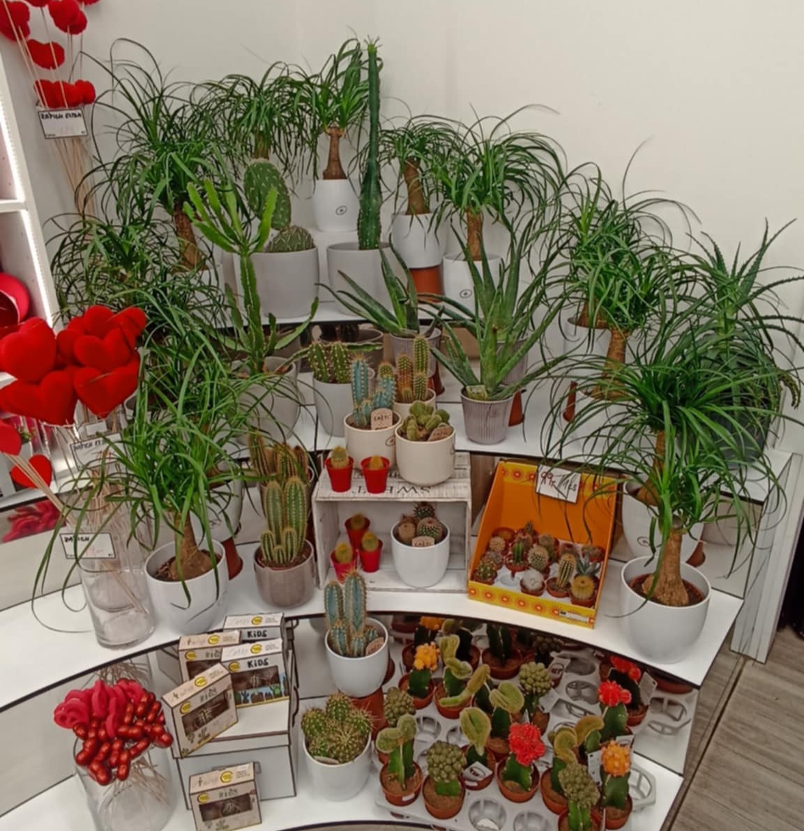 Květiny Novák foto 3