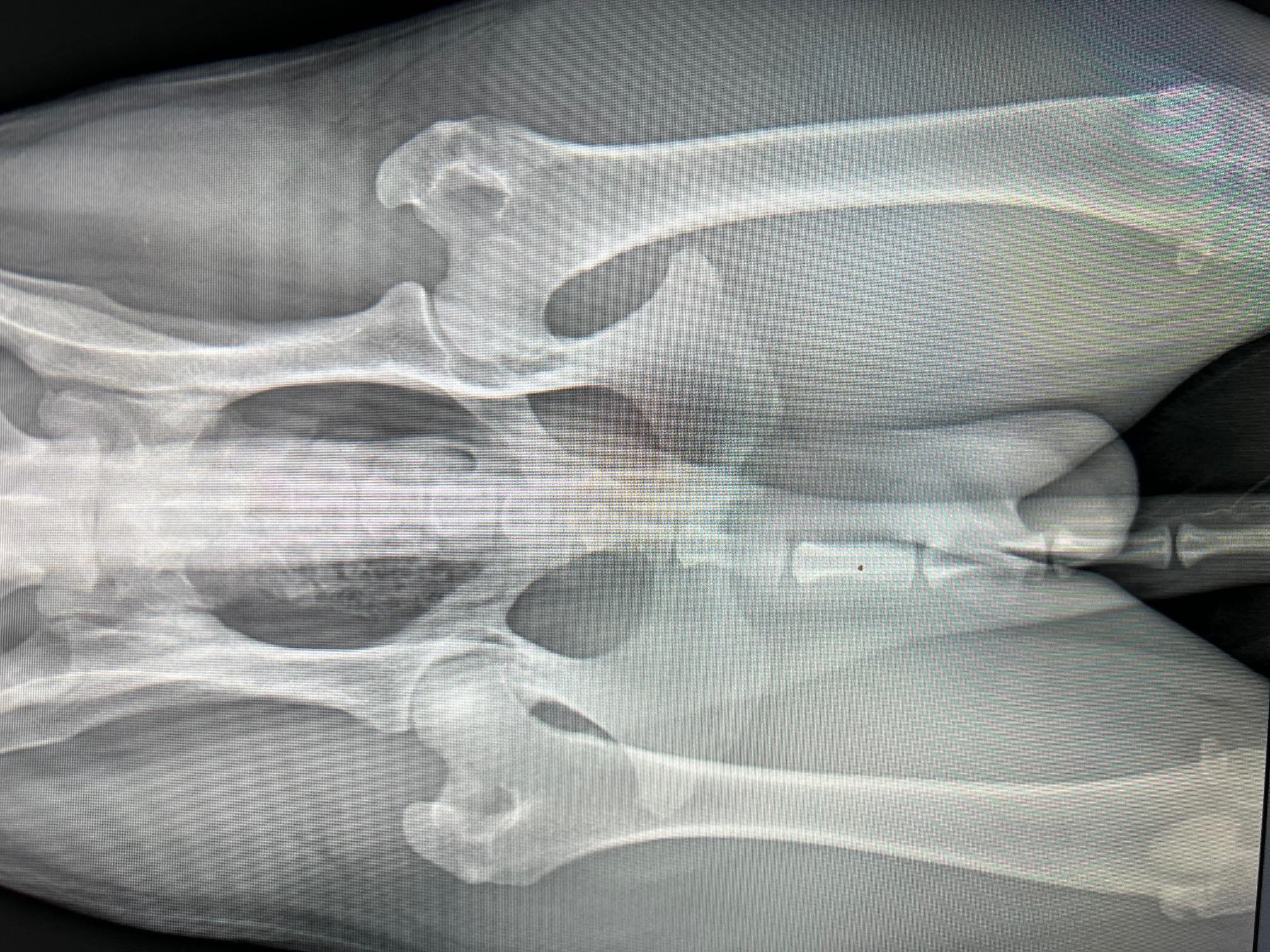 RTG vyšetření - oficiální chovnost plemen