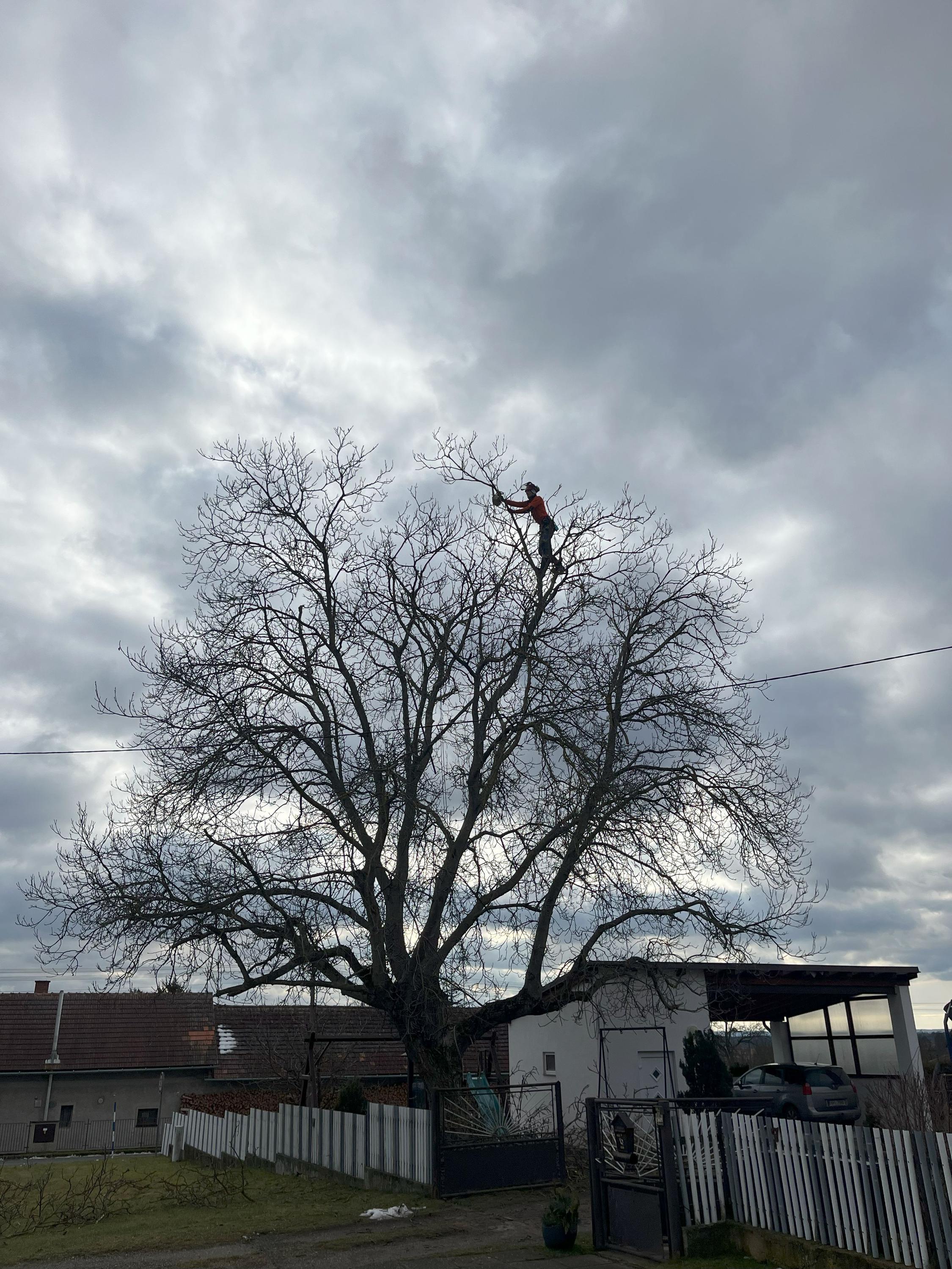 Ing. Lukáš Chramosta - Arboristické služby foto 6