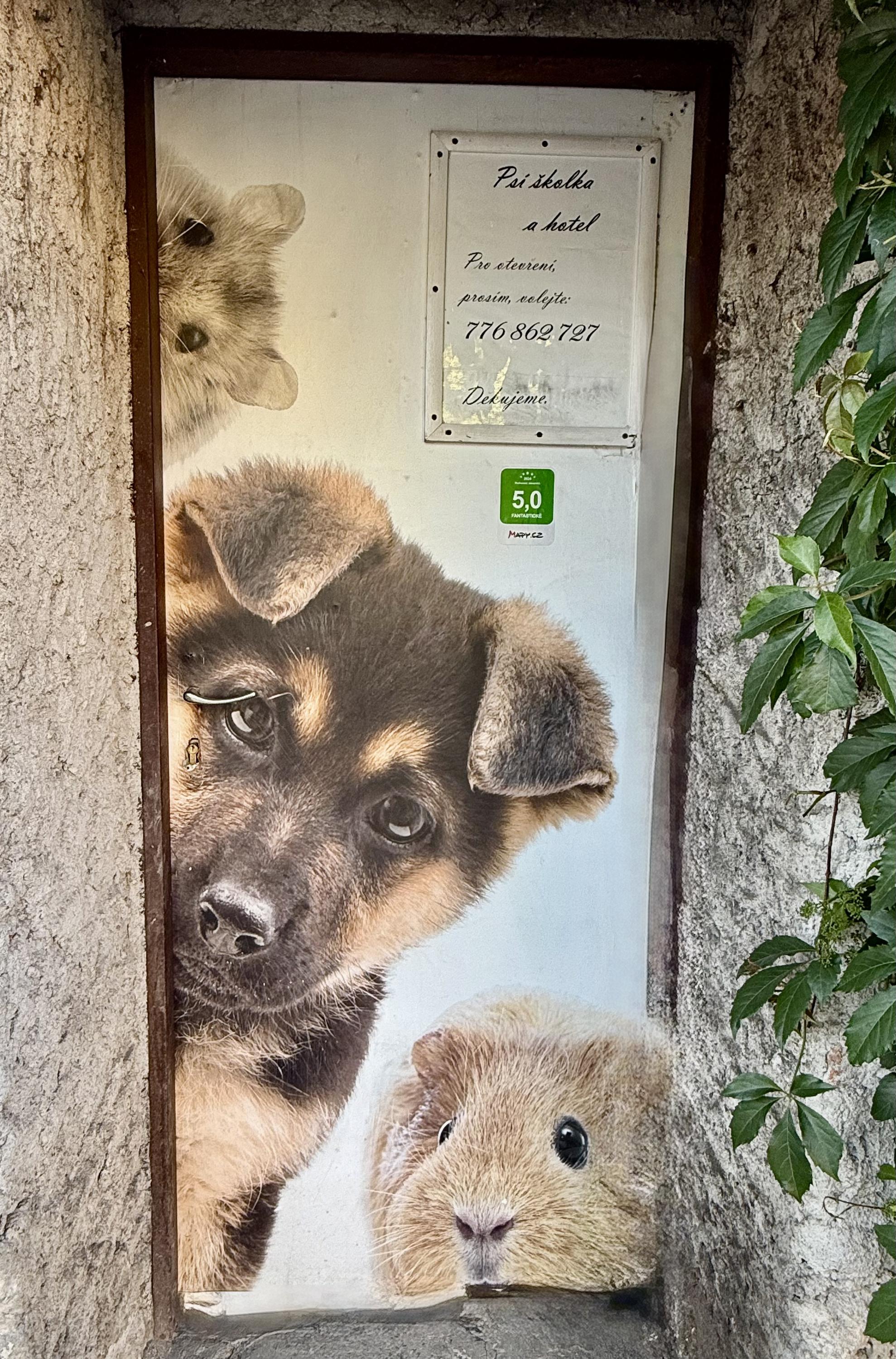 Psí školka a hotel - Edita Bartošová foto 2