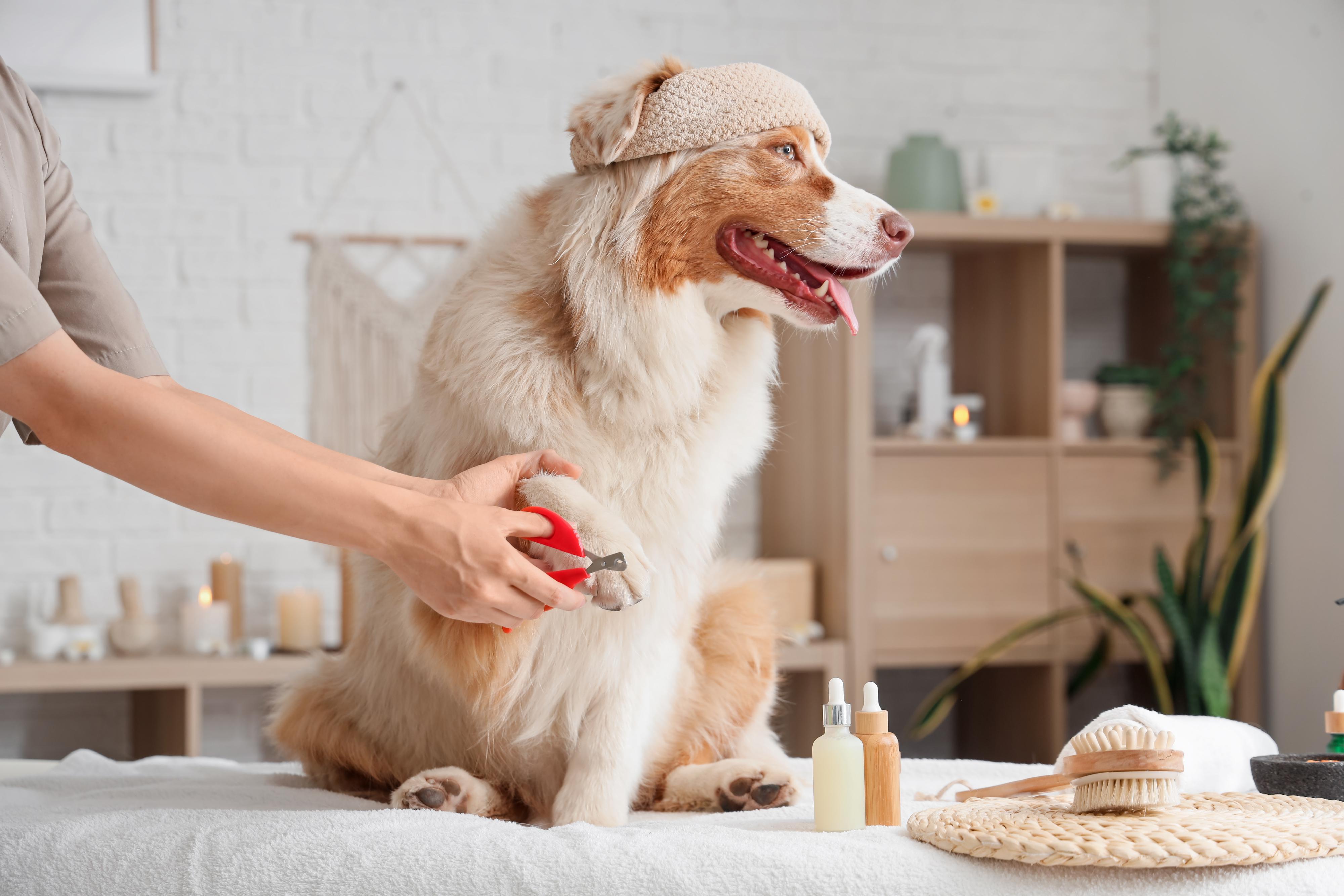Dog wellness foto 3