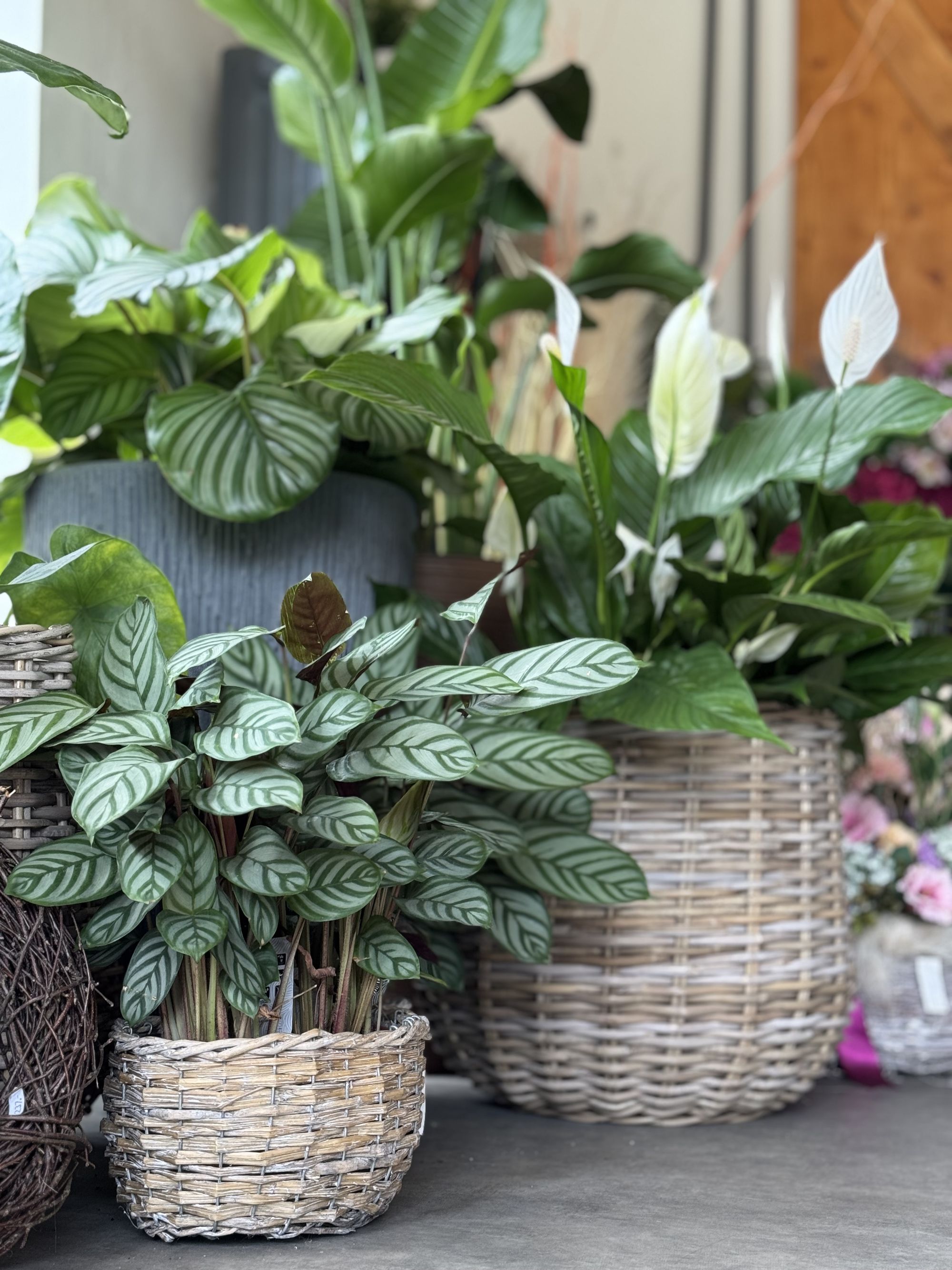 Květiny Veronika foto 4