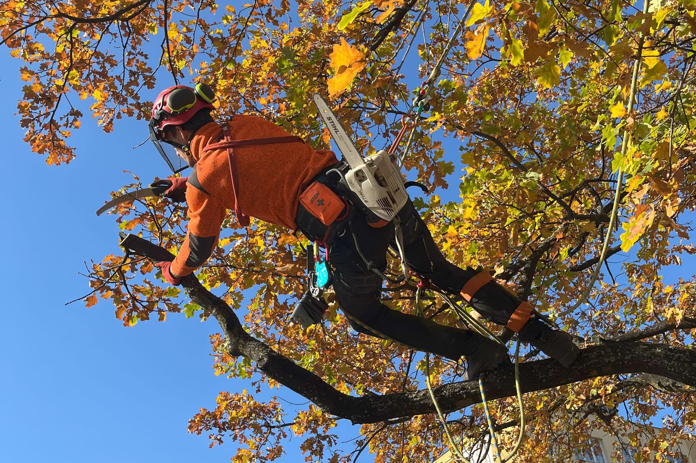 Ing. Lukáš Chramosta - Arboristické služby