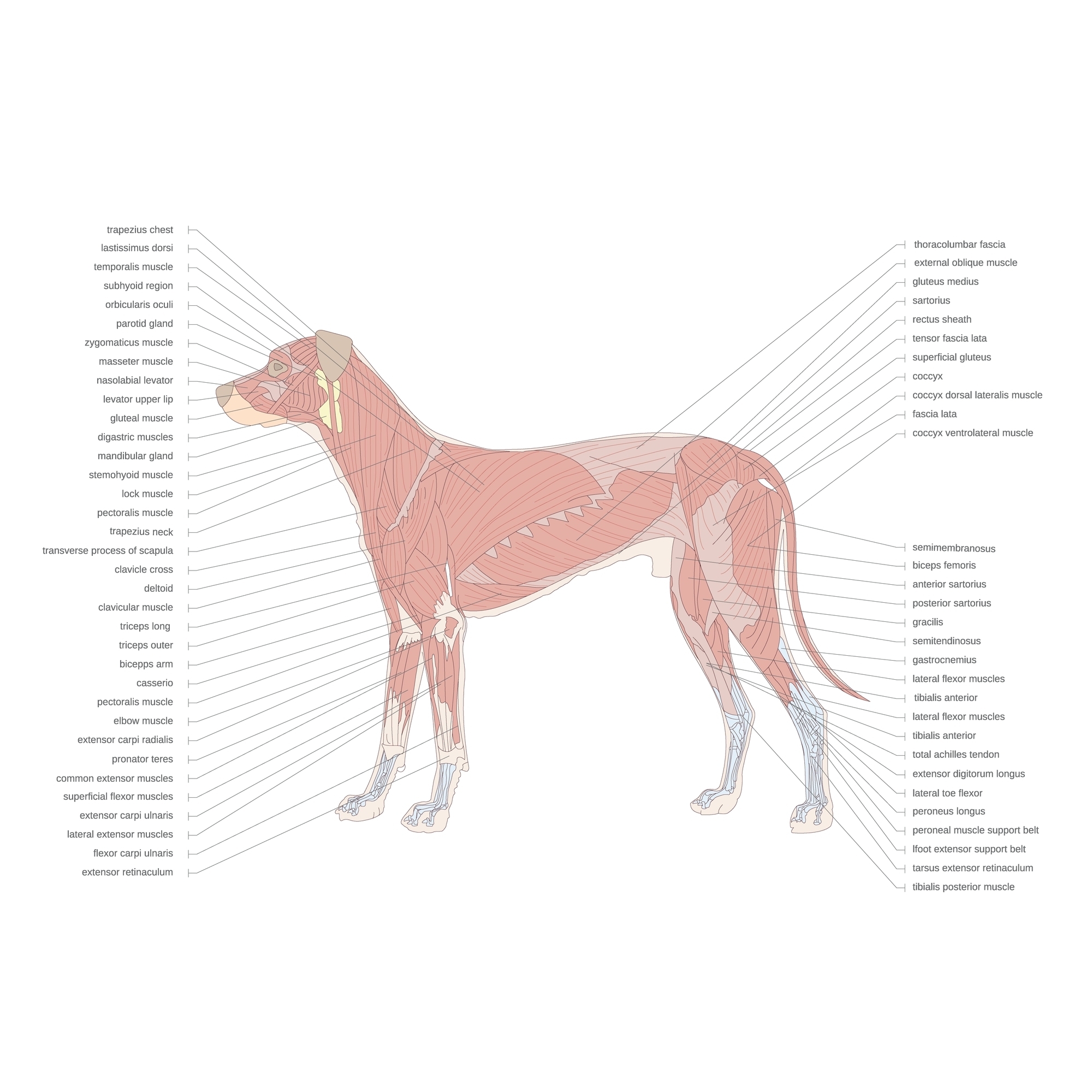 Dog wellness foto 5