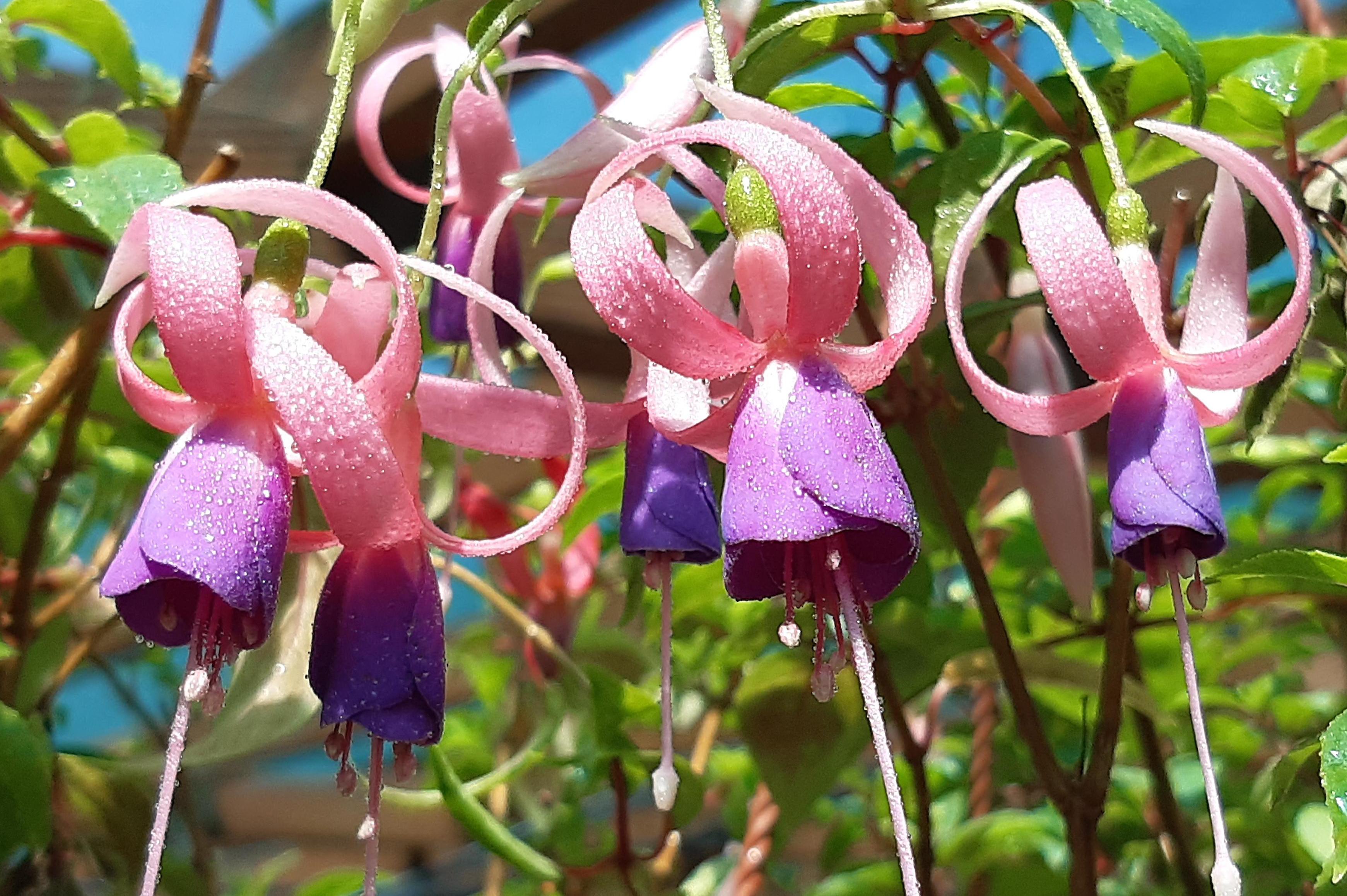 Prodejní výstava fuchsií a balkonových květin