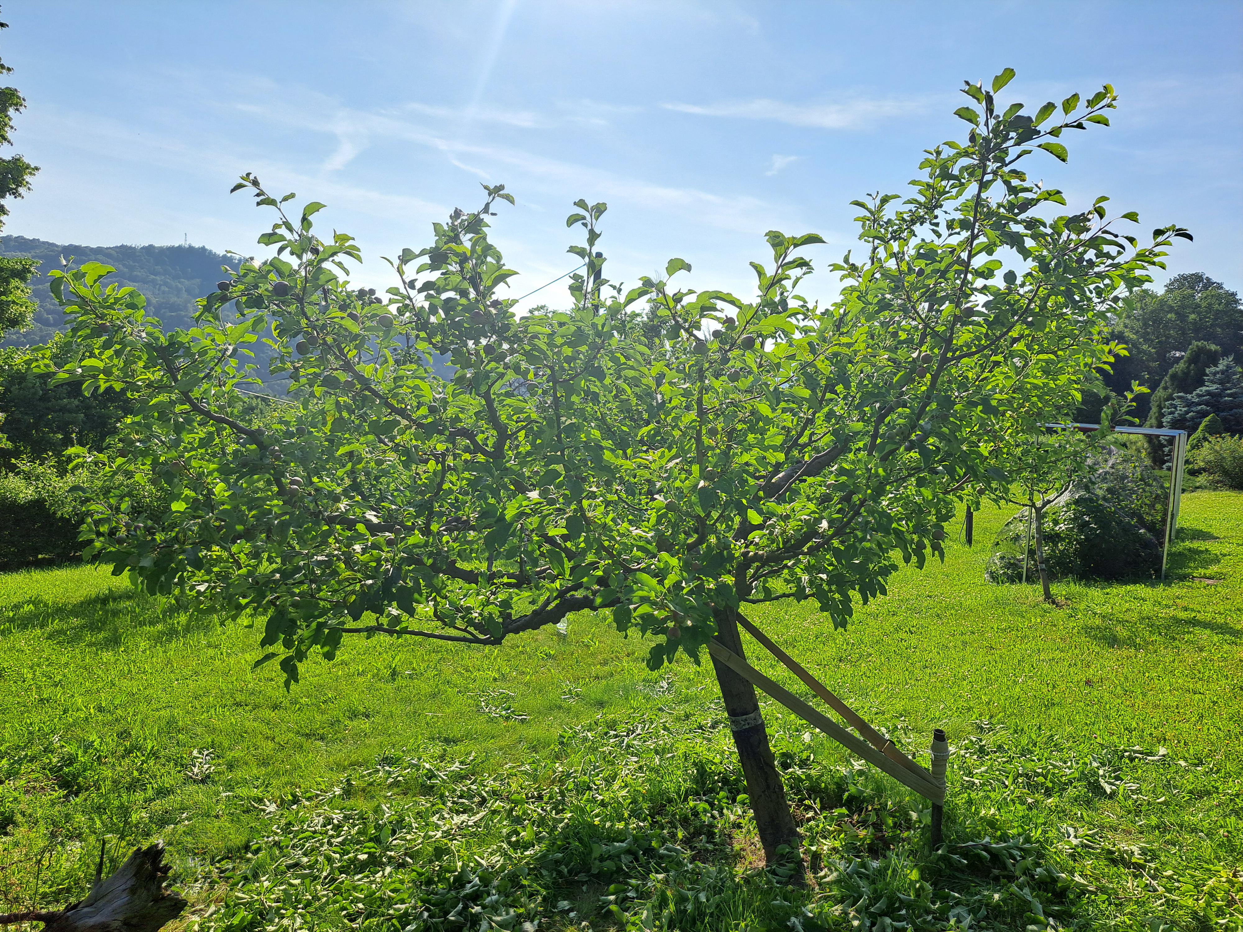 ovocnestromyrez.cz foto 3