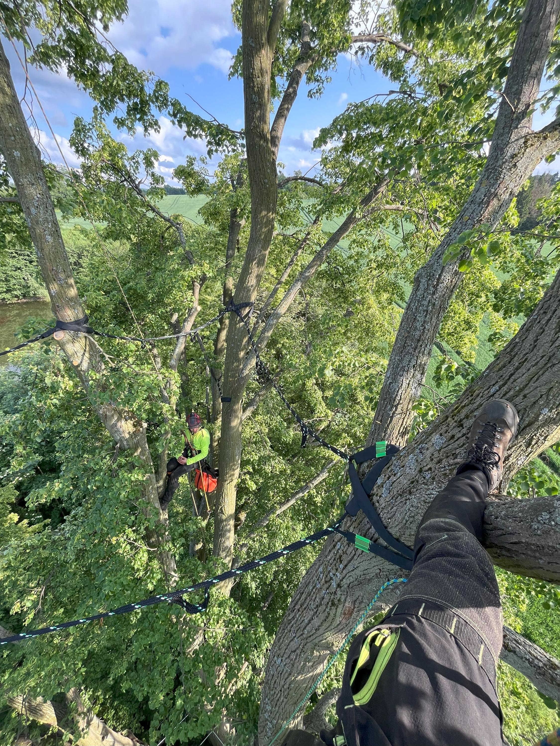 Ing. Lukáš Chramosta - Arboristické služby foto 4