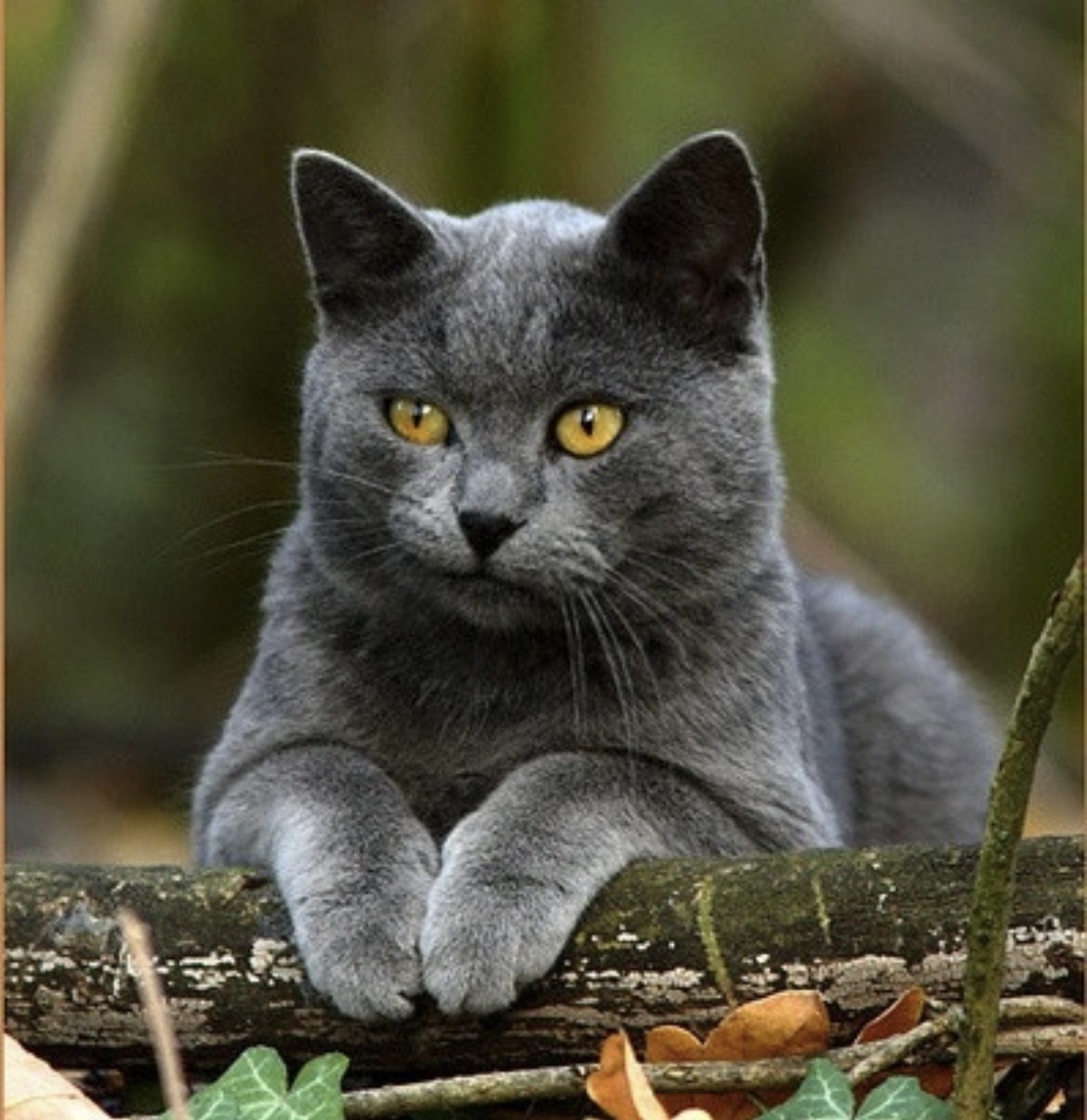 Kastrace kocoura - chirurgický zákrok