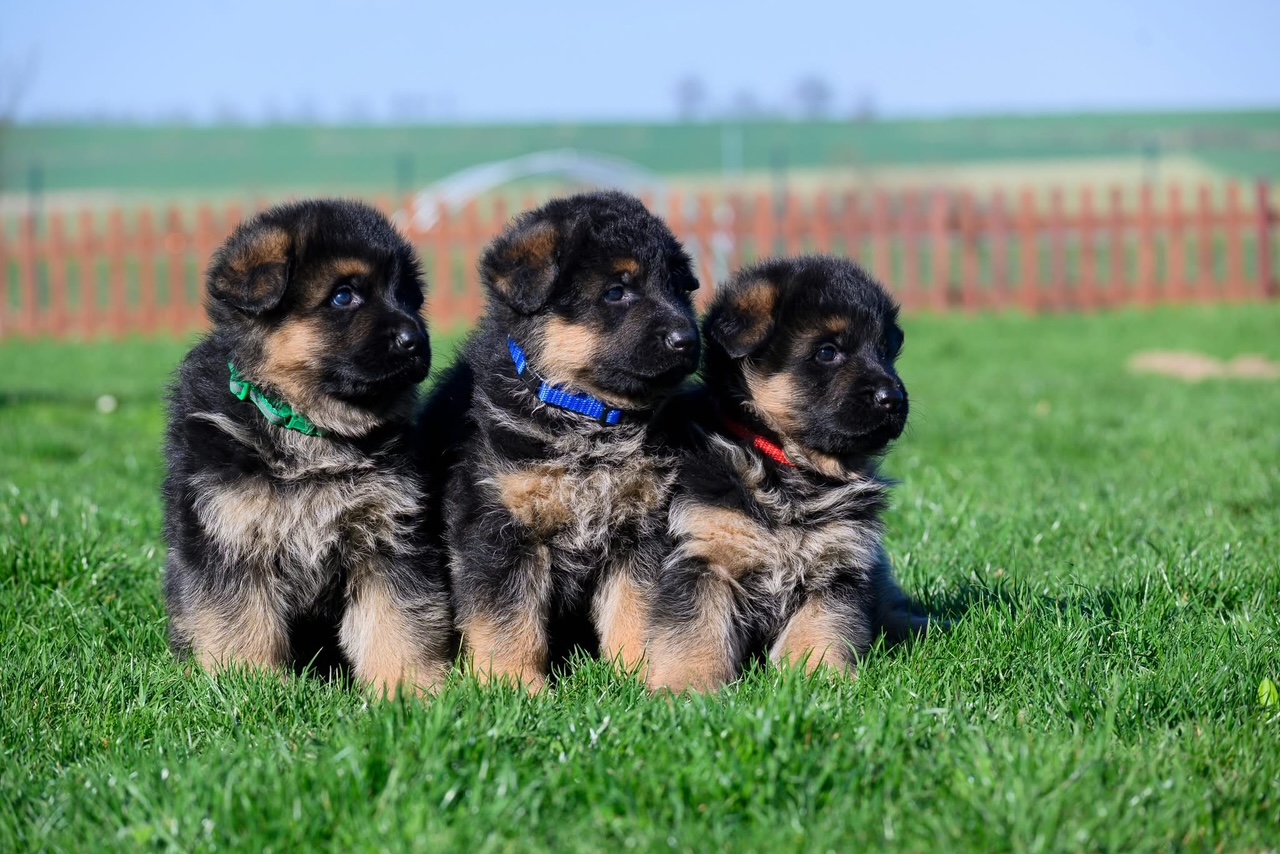 Vakcinace štěňat na základní choroby