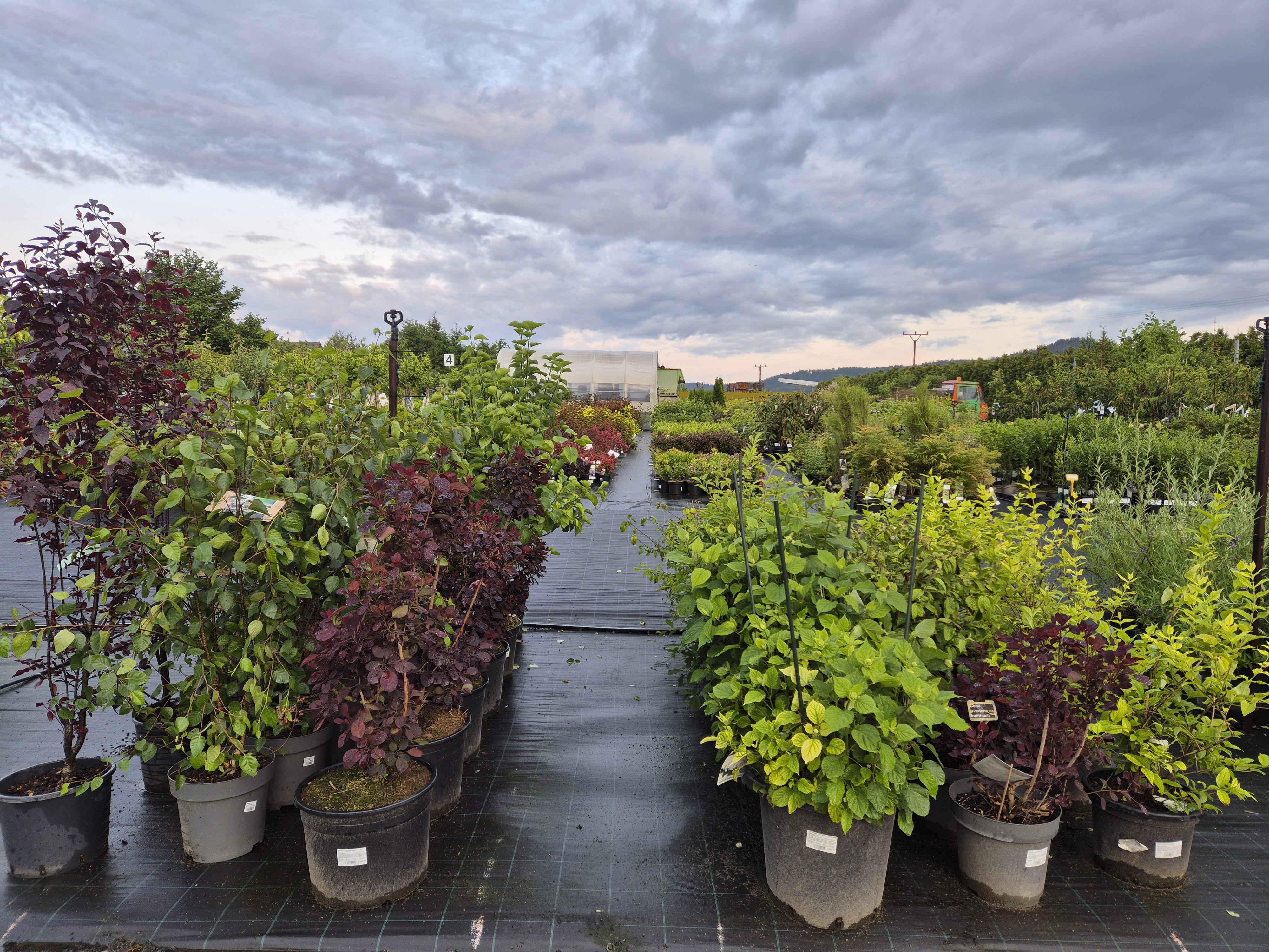 Zahradnictví Erica foto 6