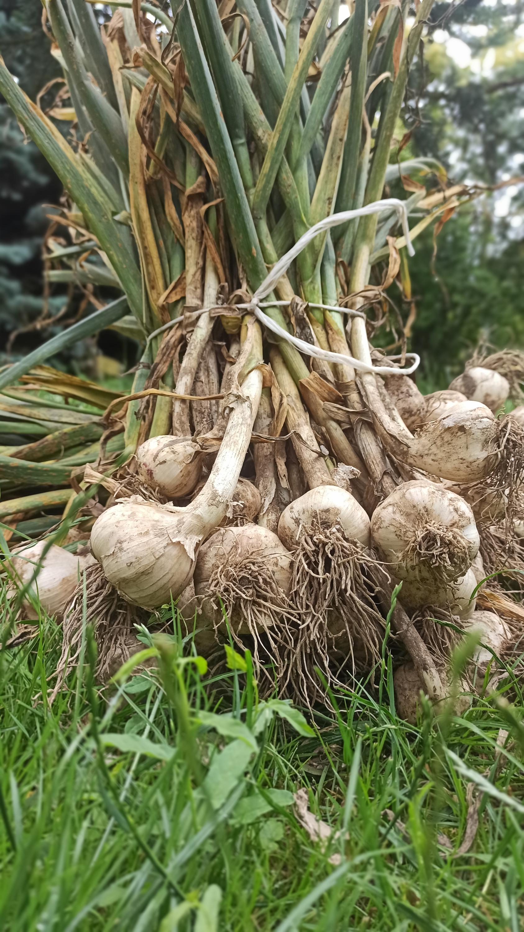 Farma Krajča foto 4